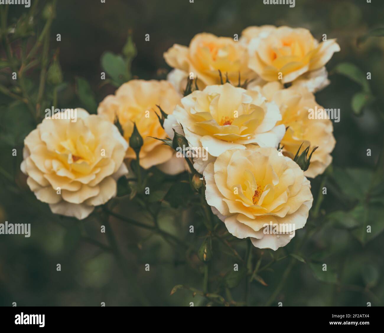 Yellow roses on bush hi-res stock photography and images - Alamy