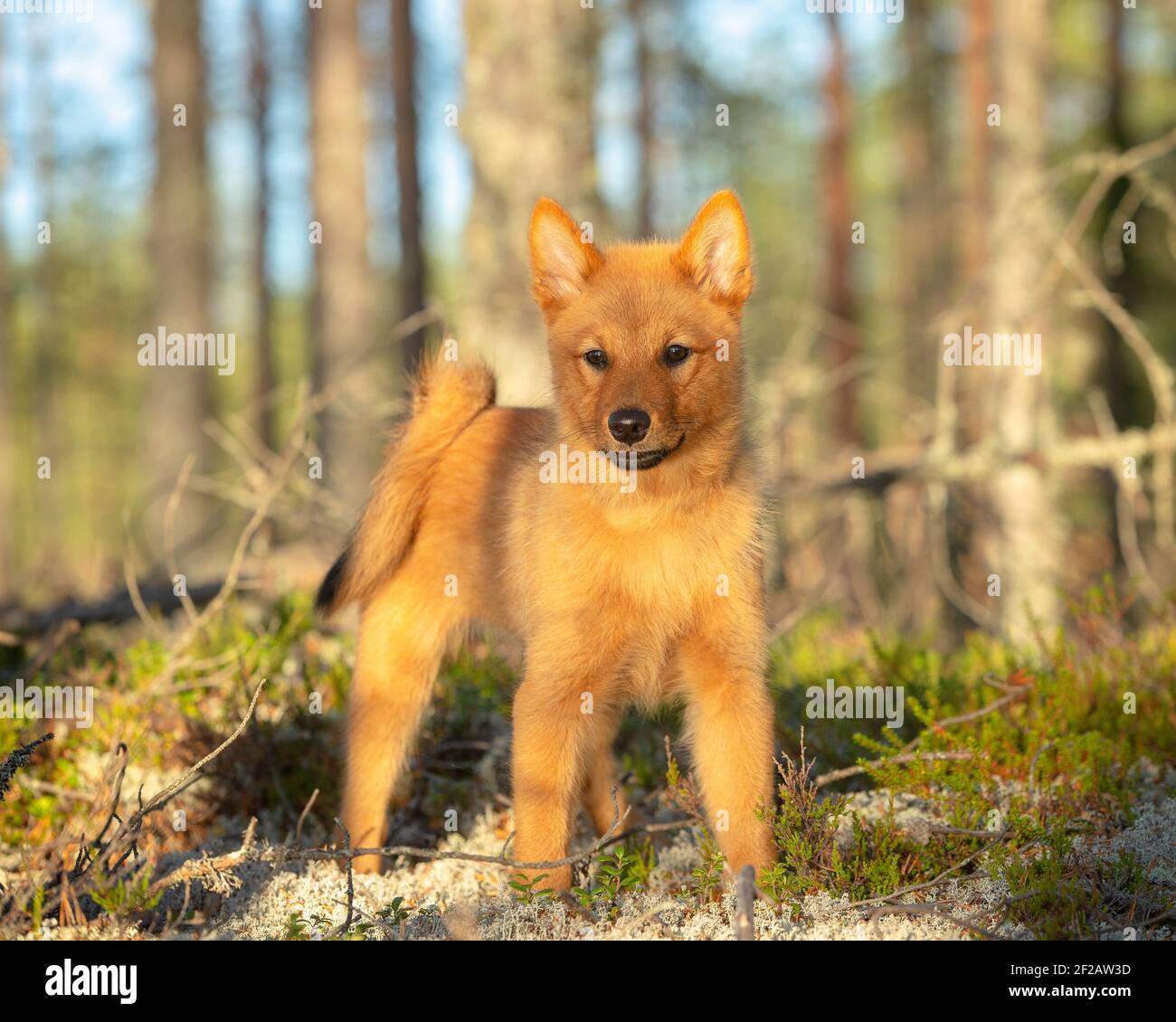 A closeup shot of a Finnish Spitz puppy in a sunny forest Stock Photo -  Alamy