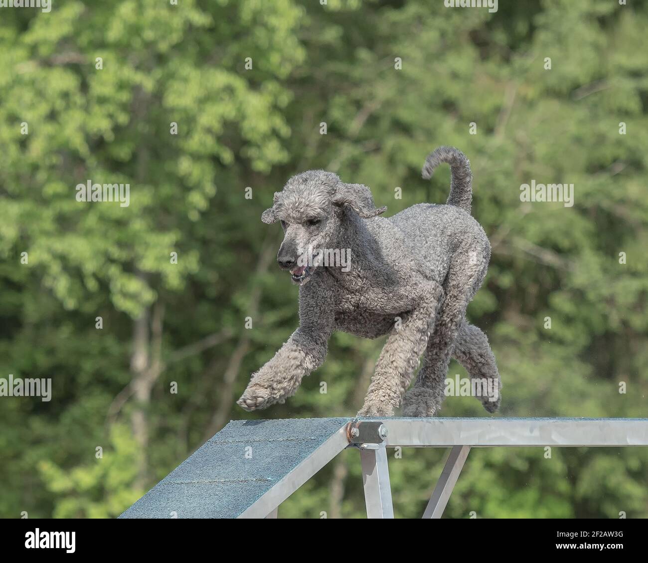 A poodle dog walking on a beam on an exercise trail Stock Photo - Alamy