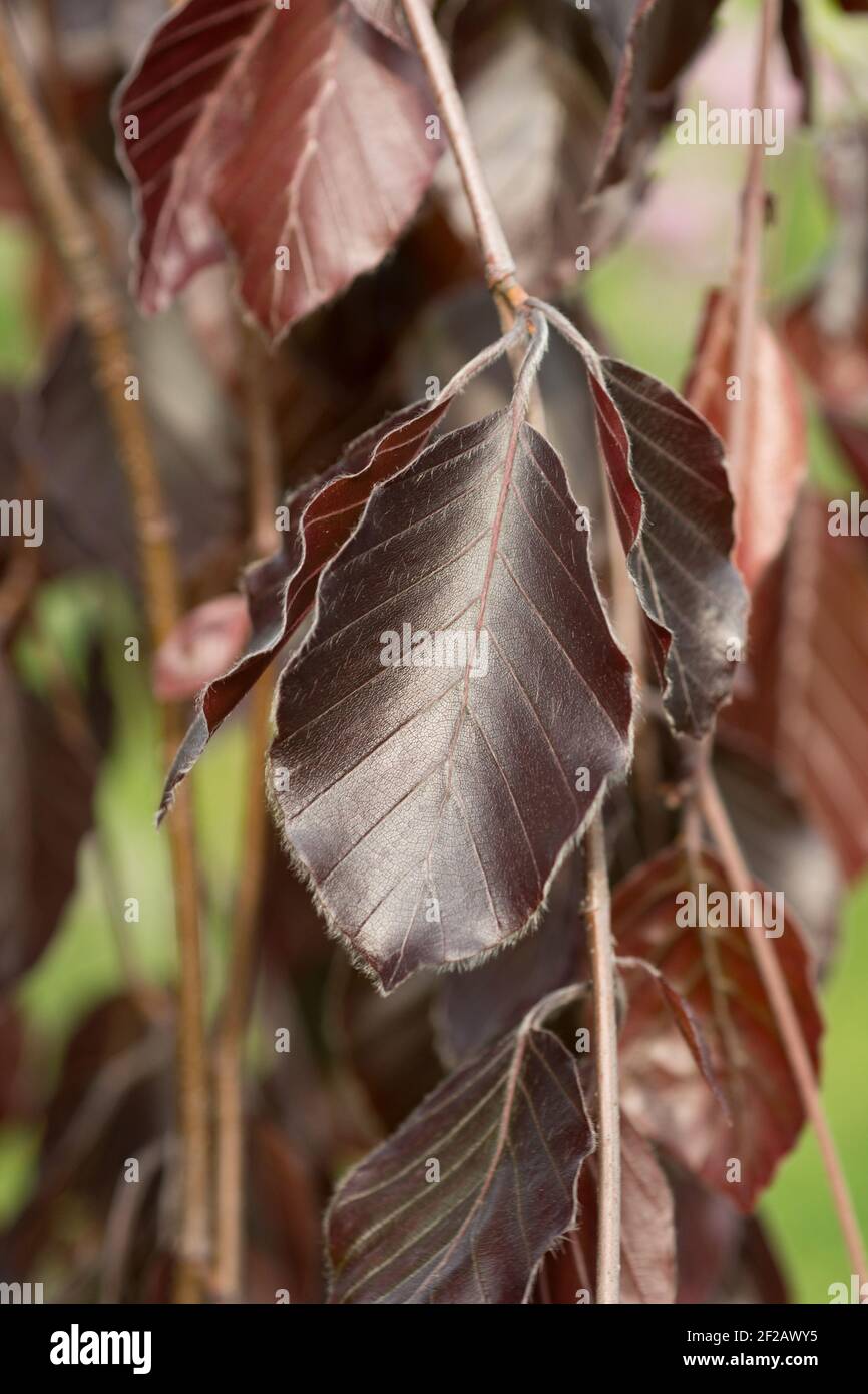 Leaves Beech Purpurea Pendula Closeup Stock Photo