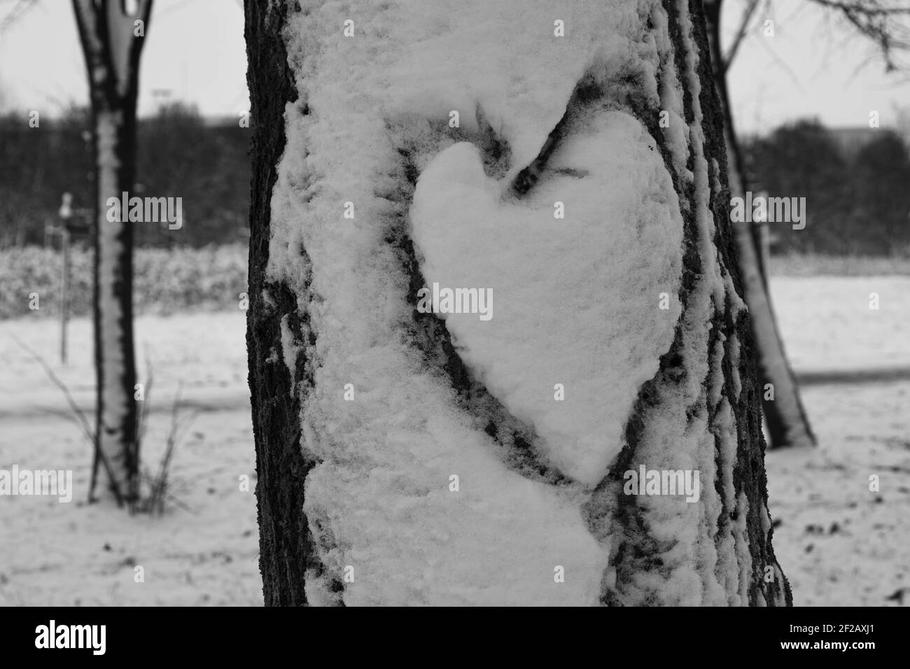 Heart in the snow, draw on tree covered in snow, heart shape draw in snow covered tree, love is in the air, romantic symbol, Stock Photo