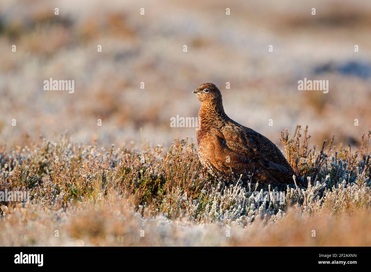 Female red grouse (Lagopus lagopus scotica) among frosted heather in warm morning light. Side view. Stock Photo