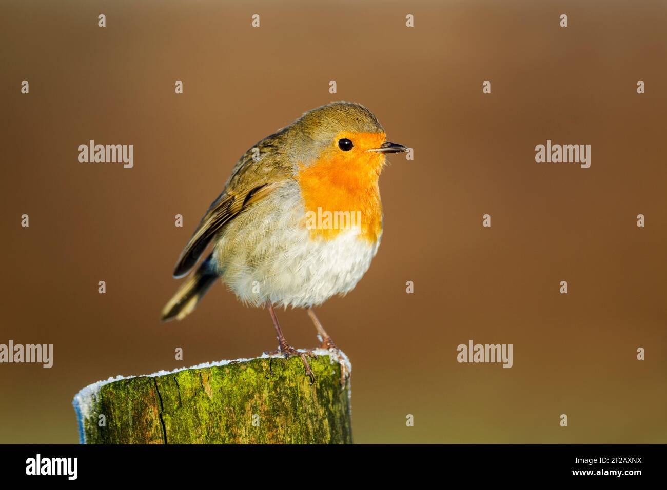 European robin (Erithacus rubecula) perched on a wooden post with a dusting of snow against a smooth background in warm light Stock Photo