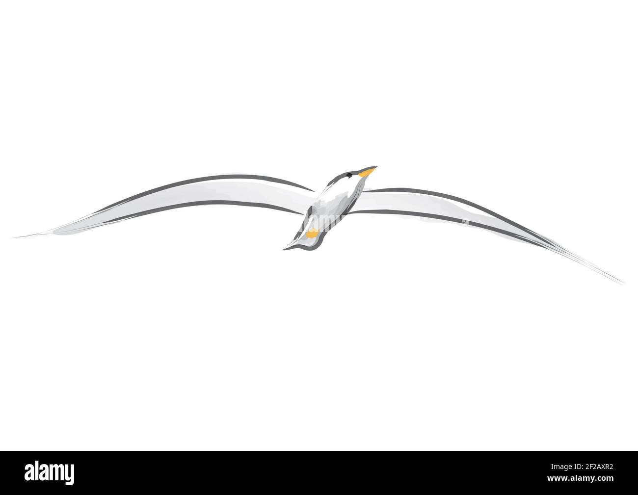 Vector drawing of flying seagull with spread wings Stock Photo