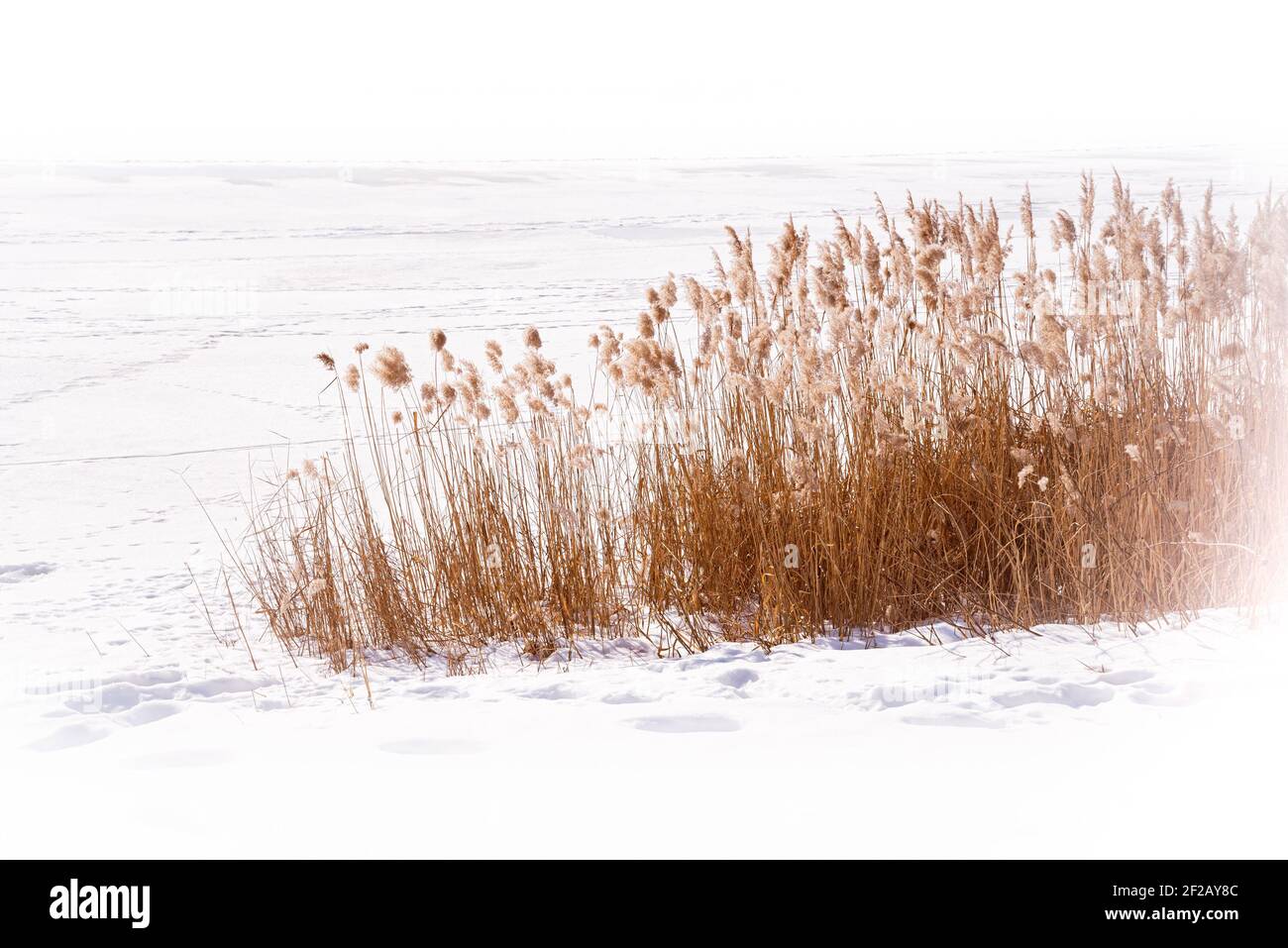 Dry Typha Latifolia flowers , also called Cattails, in the snow close to the frozen Dnieper river covered by the snow in winter, in Kiev, Ukraine Stock Photo