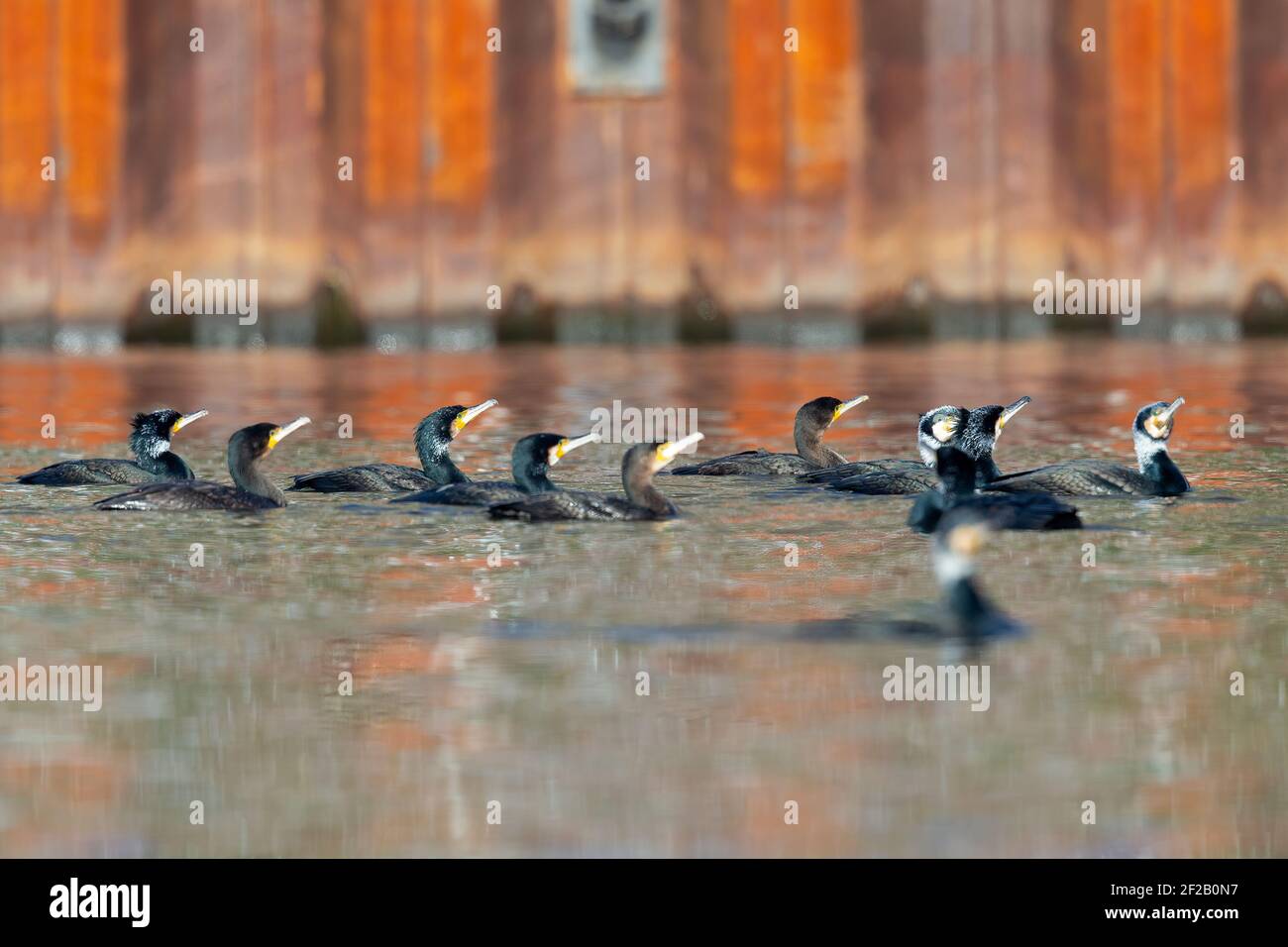 A big group of great cormorants (Phalacrocorax carbo) swimming and fishing at a lake. Stock Photo