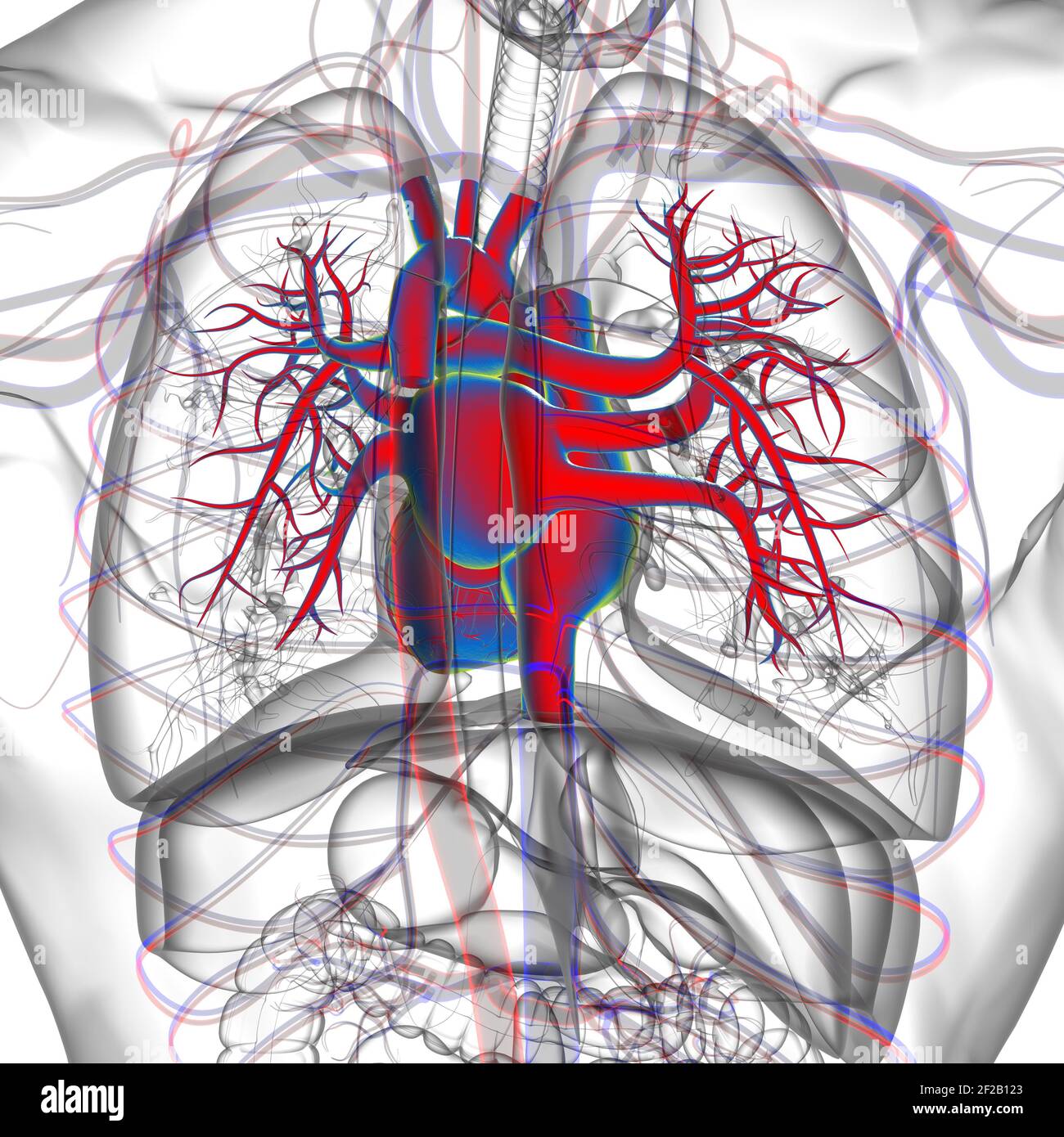Human Heart Anatomy For Medical Concept 3D Illustration Stock Photo - Alamy