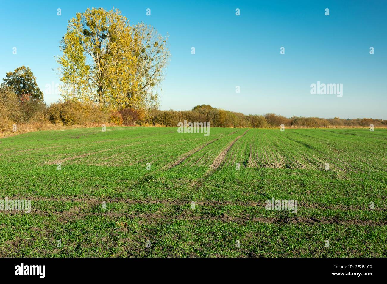 Green field and tree with yellow leaves, blue cloudless sky Stock Photo