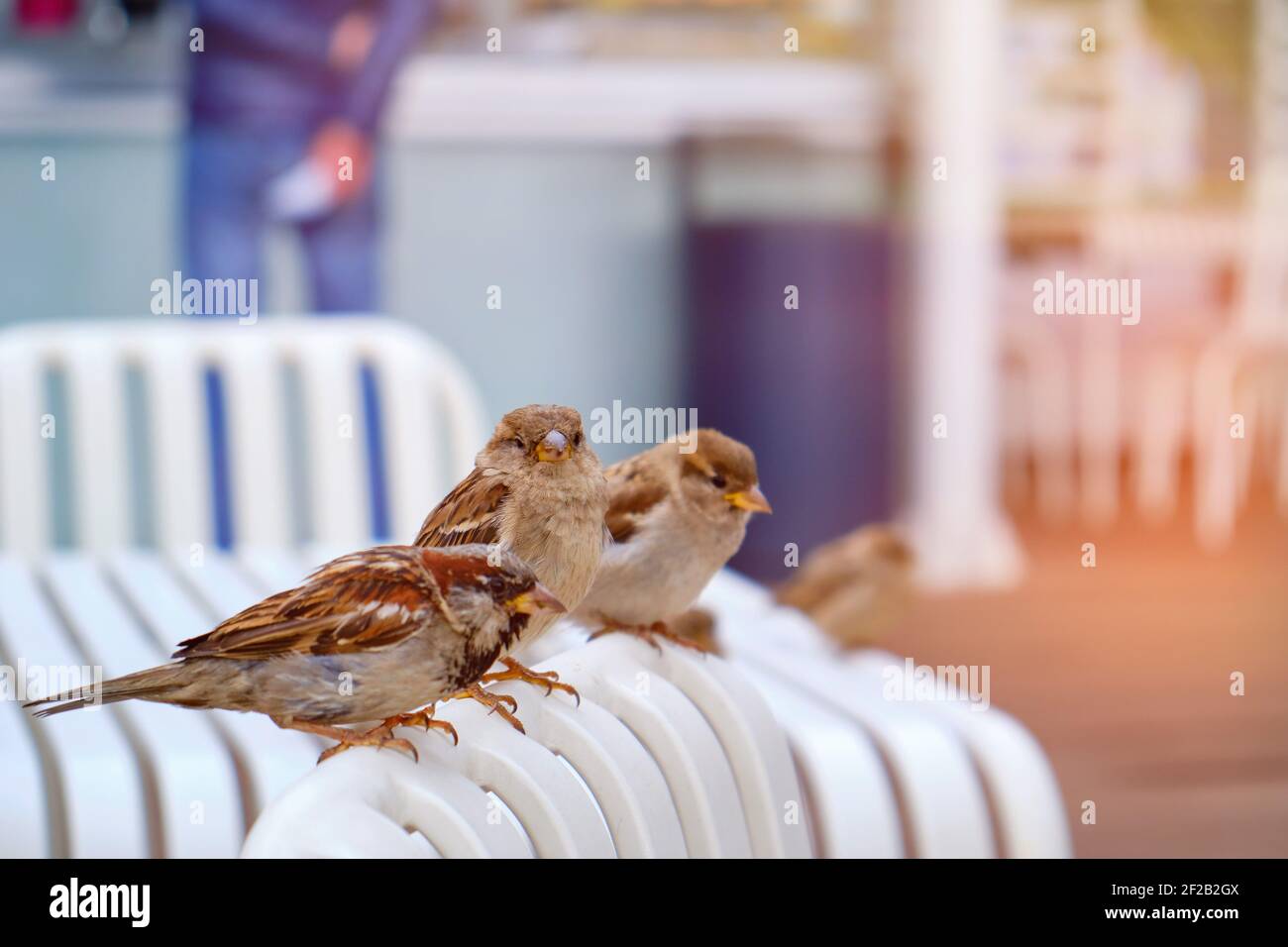 Sparrows search for food sitting on the back of a chair in a street summer cafe Stock Photo