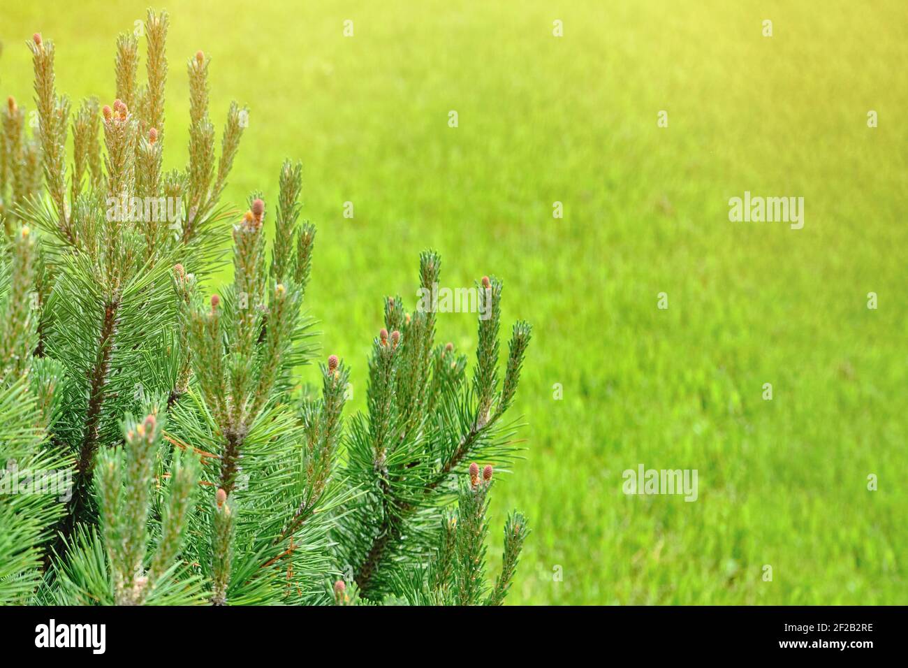 Background branches of young spruce on summer grass, copy space Stock Photo