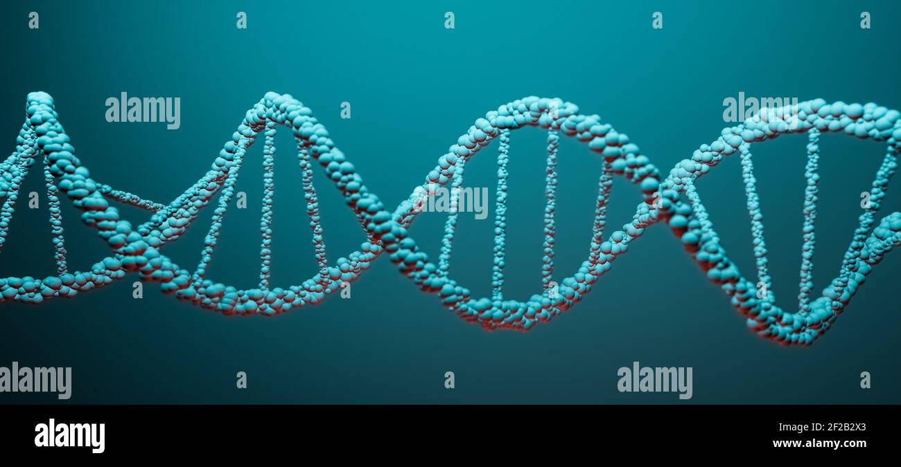 DNA, Deoxyribonucleic acid, structure of double helix molecule, Polynucleotide chains, atoms, strands of human genetic structure 3D model illustration Stock Photo