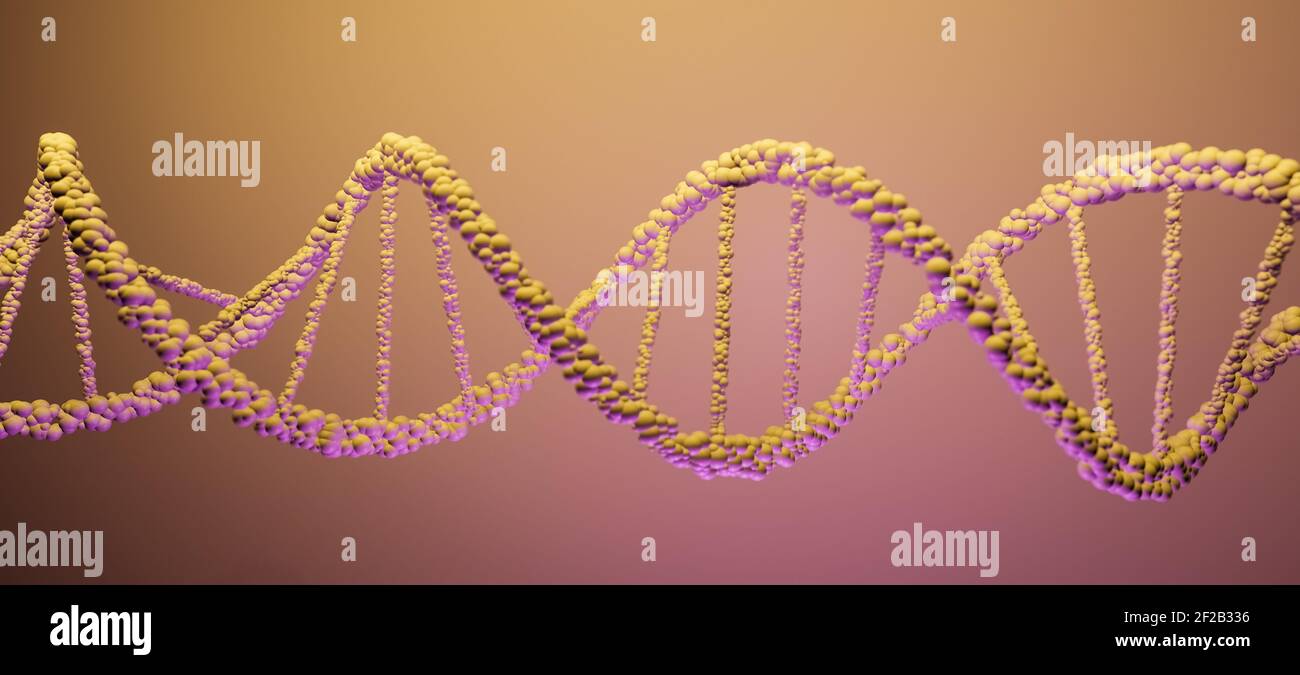 DNA, Deoxyribonucleic acid, structure of double helix molecule, Polynucleotide chains, atoms, strands of human genetic structure 3D model illustration Stock Photo