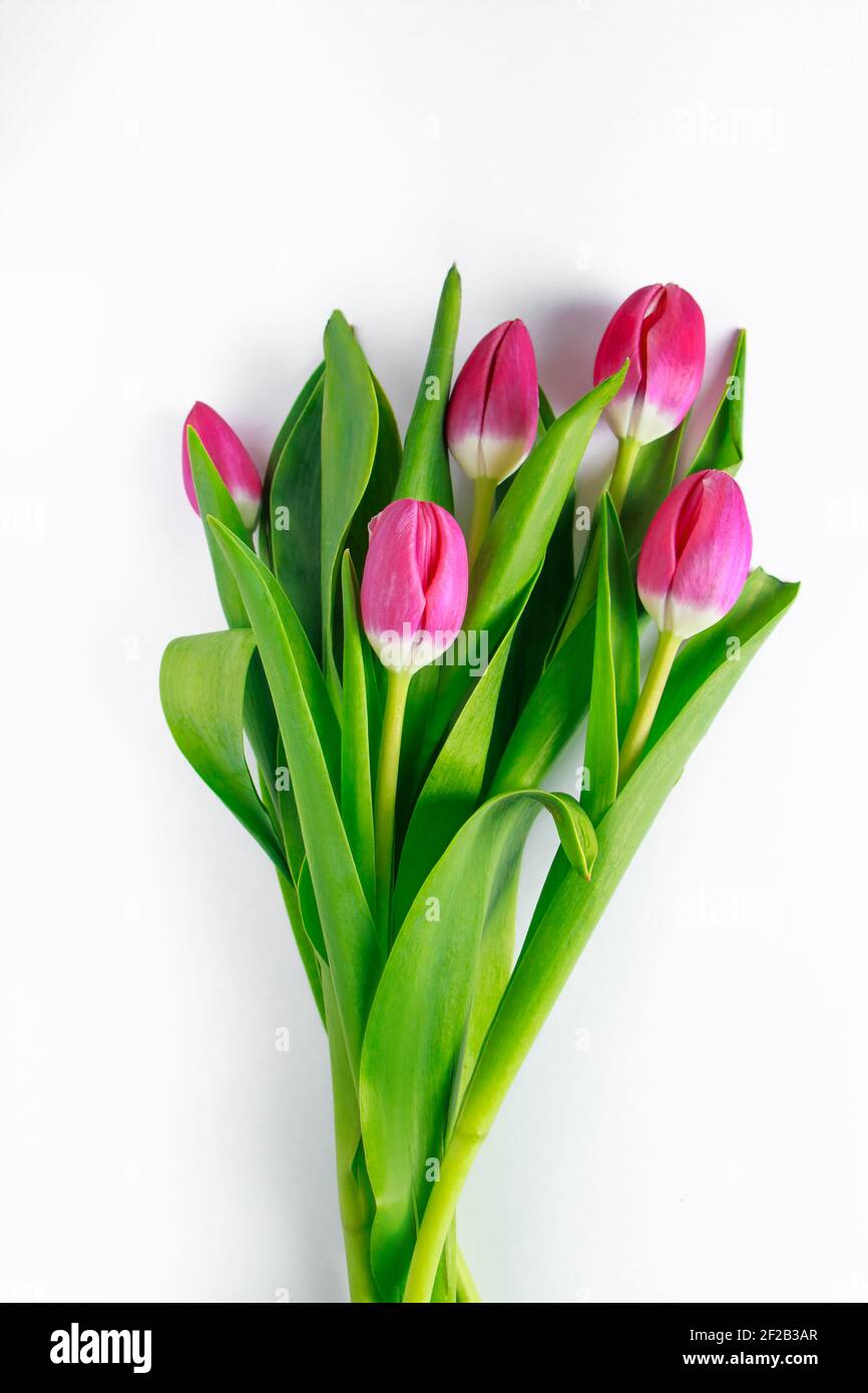 Bouquet of pink tulips on white background. Fresh spring flowers. Place ...