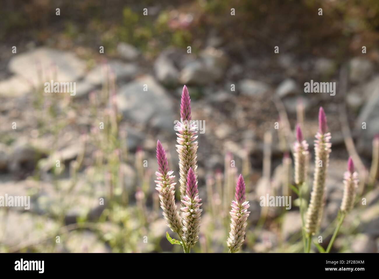 rudder flower tropical plant blooming in garden Stock Photo - Alamy