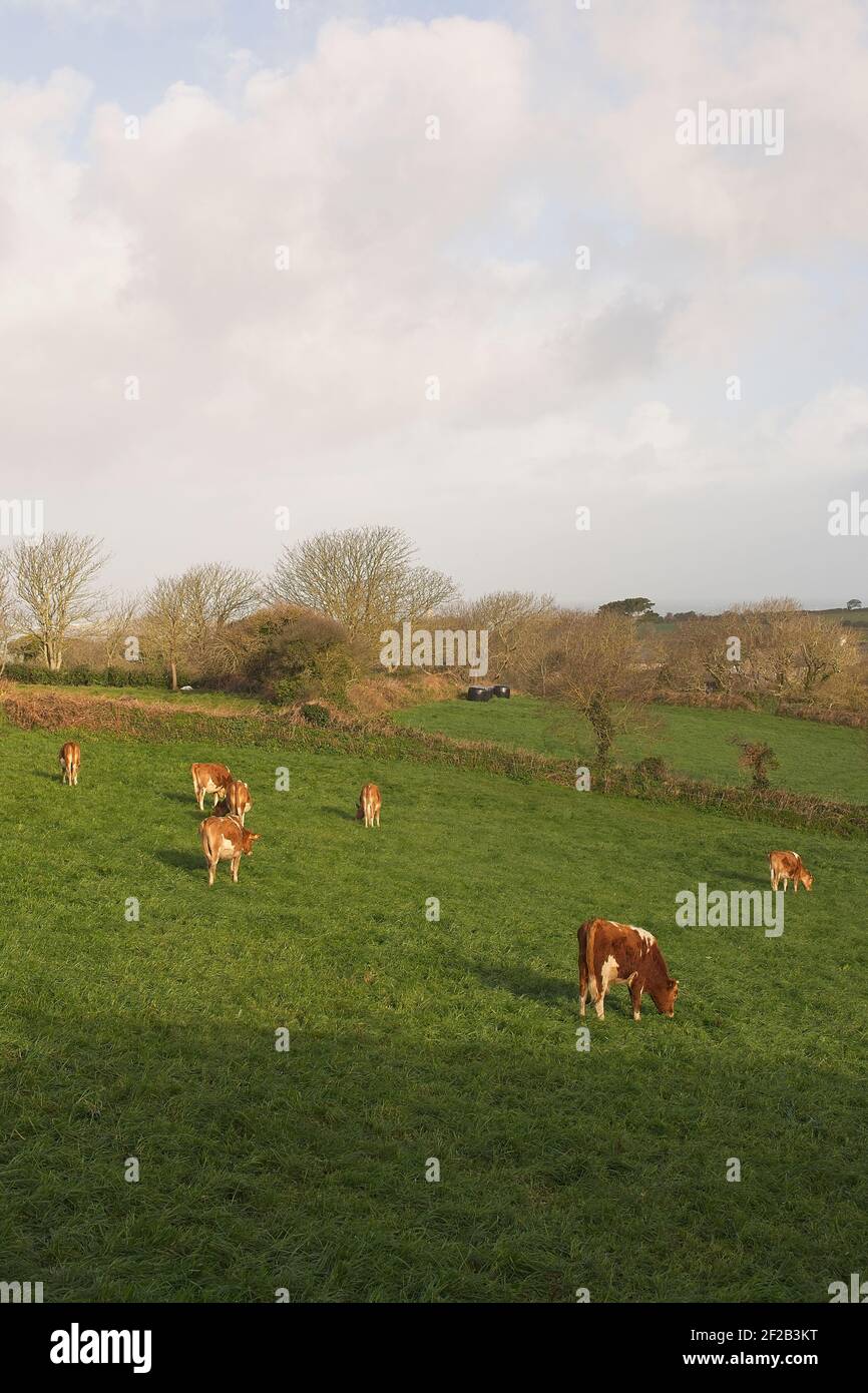 Guernsey cattle outdoors in a field of grass. Stock Photo