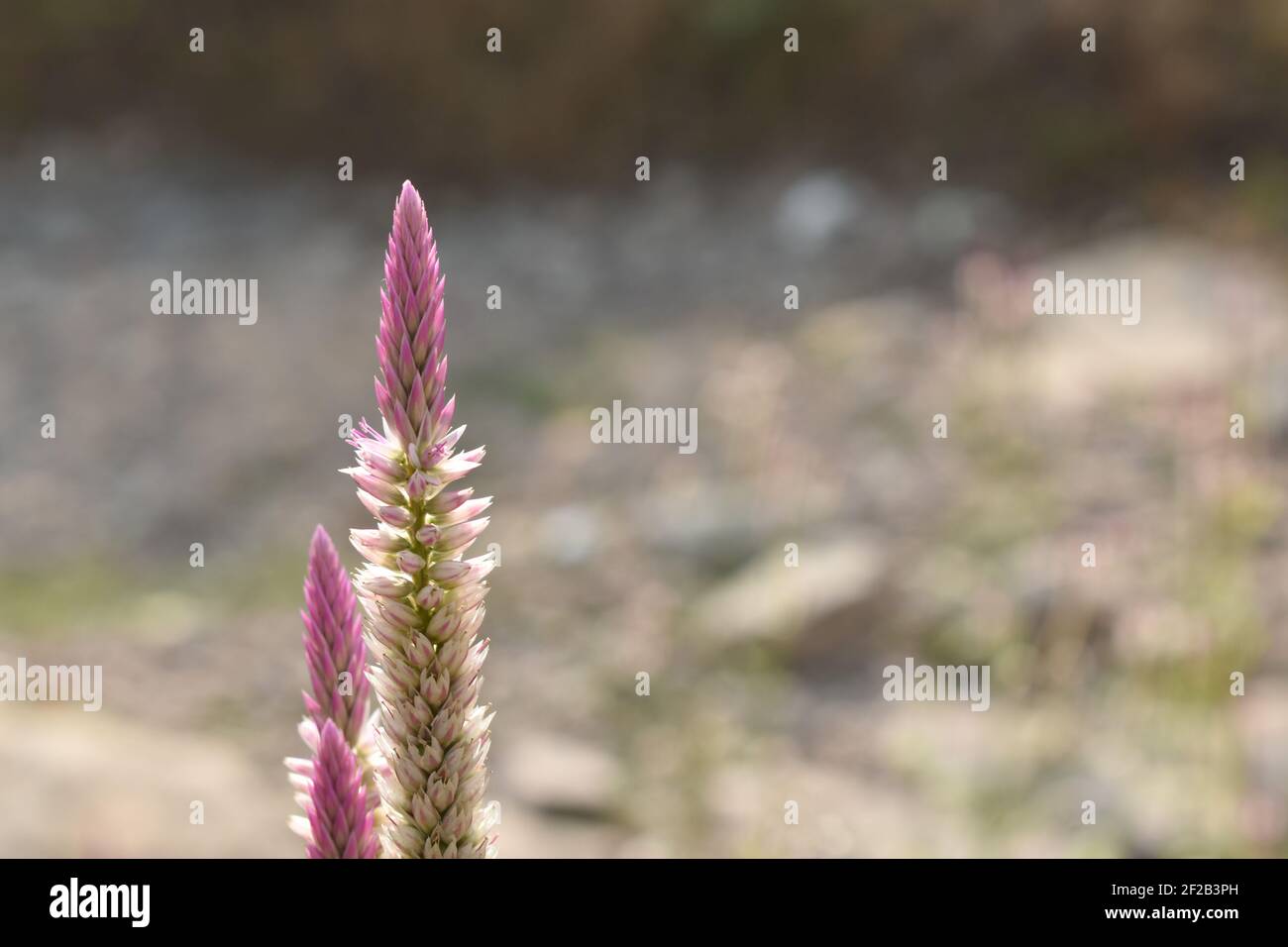 Rudder flower hi-res stock photography and images - Alamy