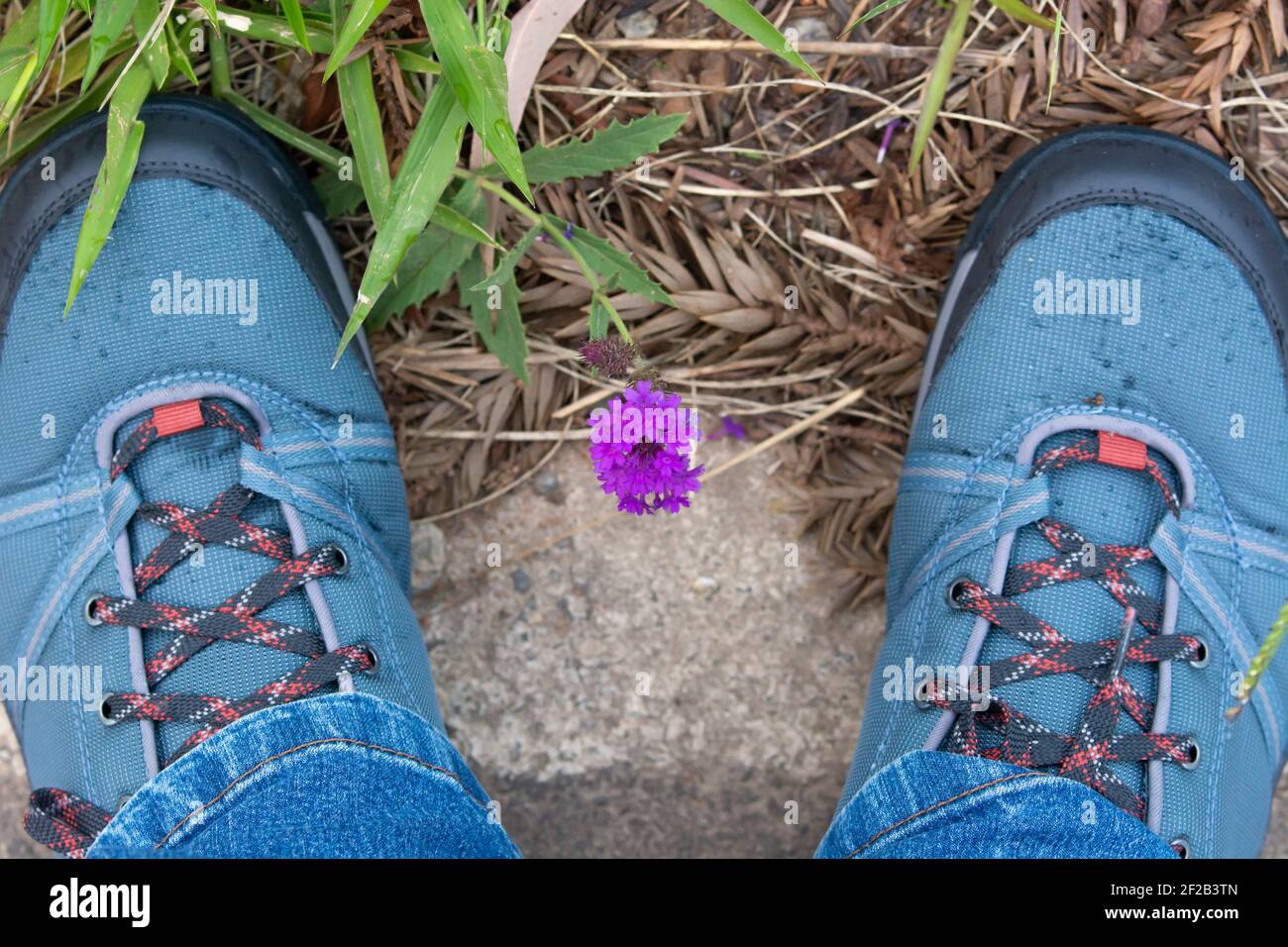 Feet standing beside a tiny purple flower. Fragile nature. Stock Photo