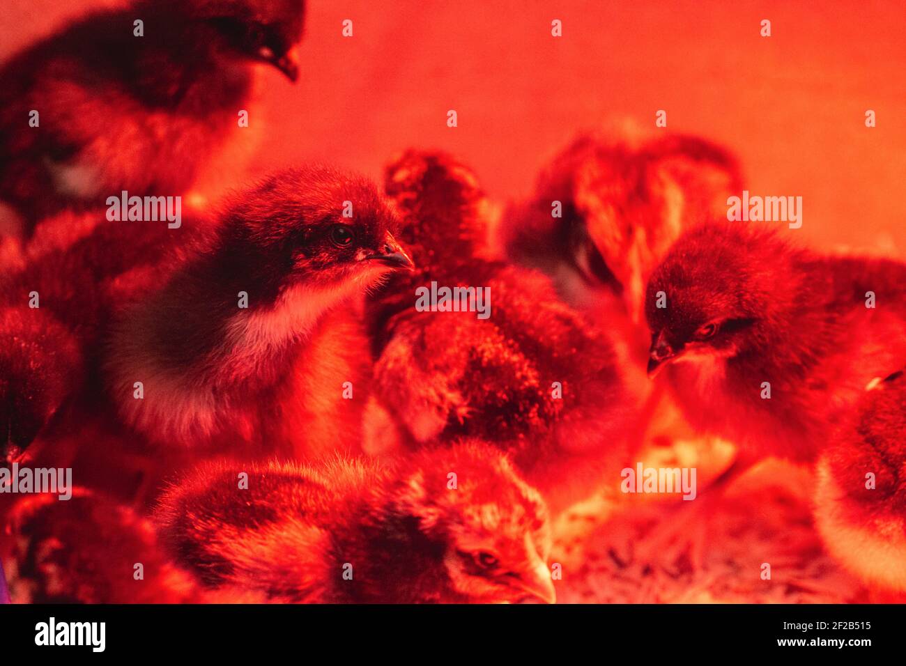 Macro shot oftreeday old chicks under an infrared light bulb in a