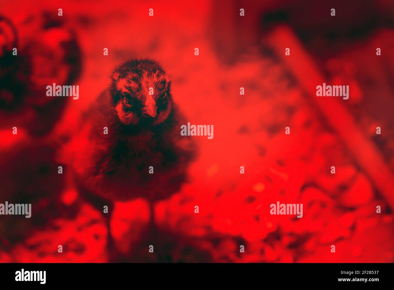 Macro shot oftreeday old chicks under an infrared light bulb in a