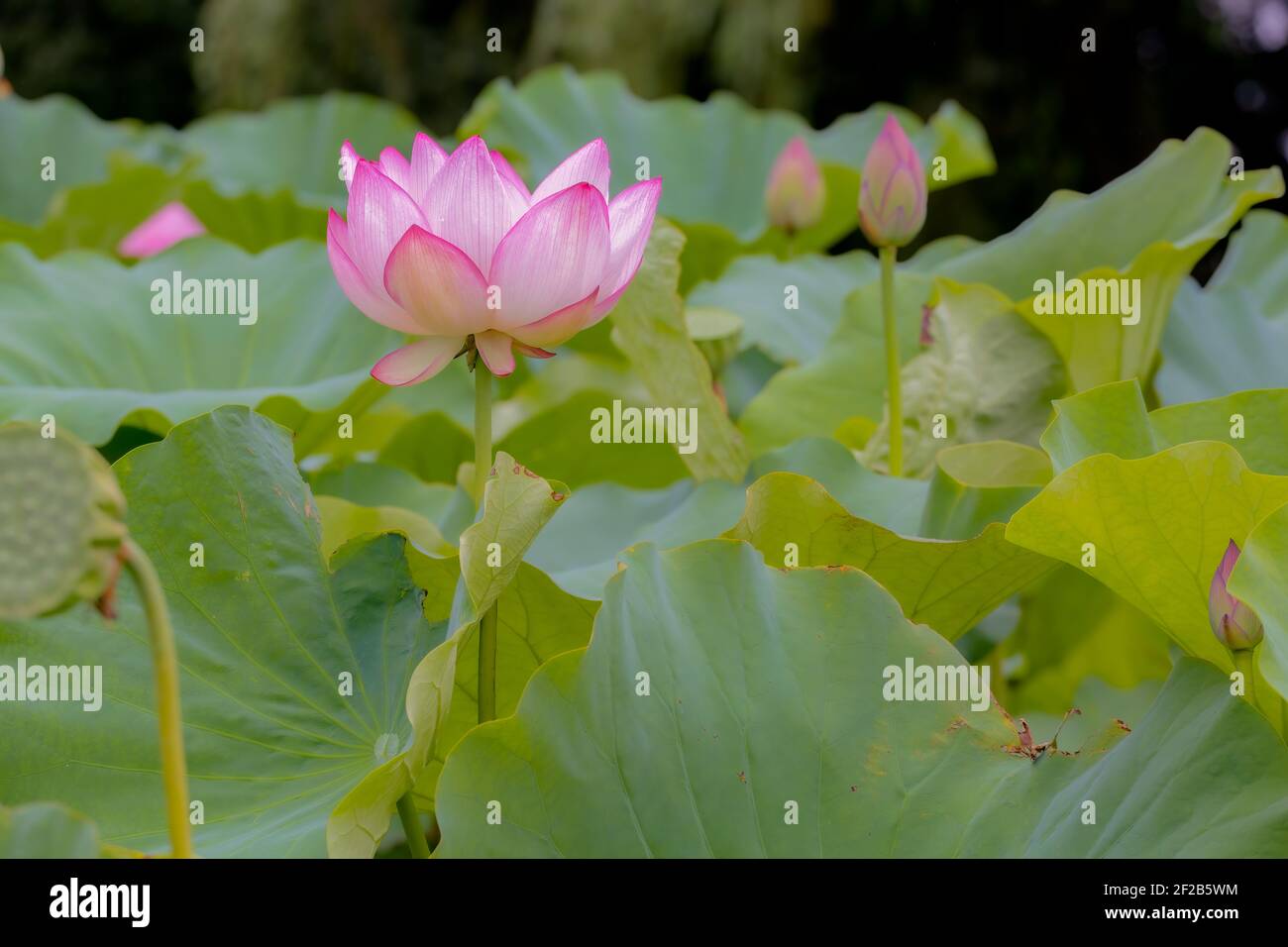Lotus Flower At Kanagawa, Japan Stock Photo Alamy