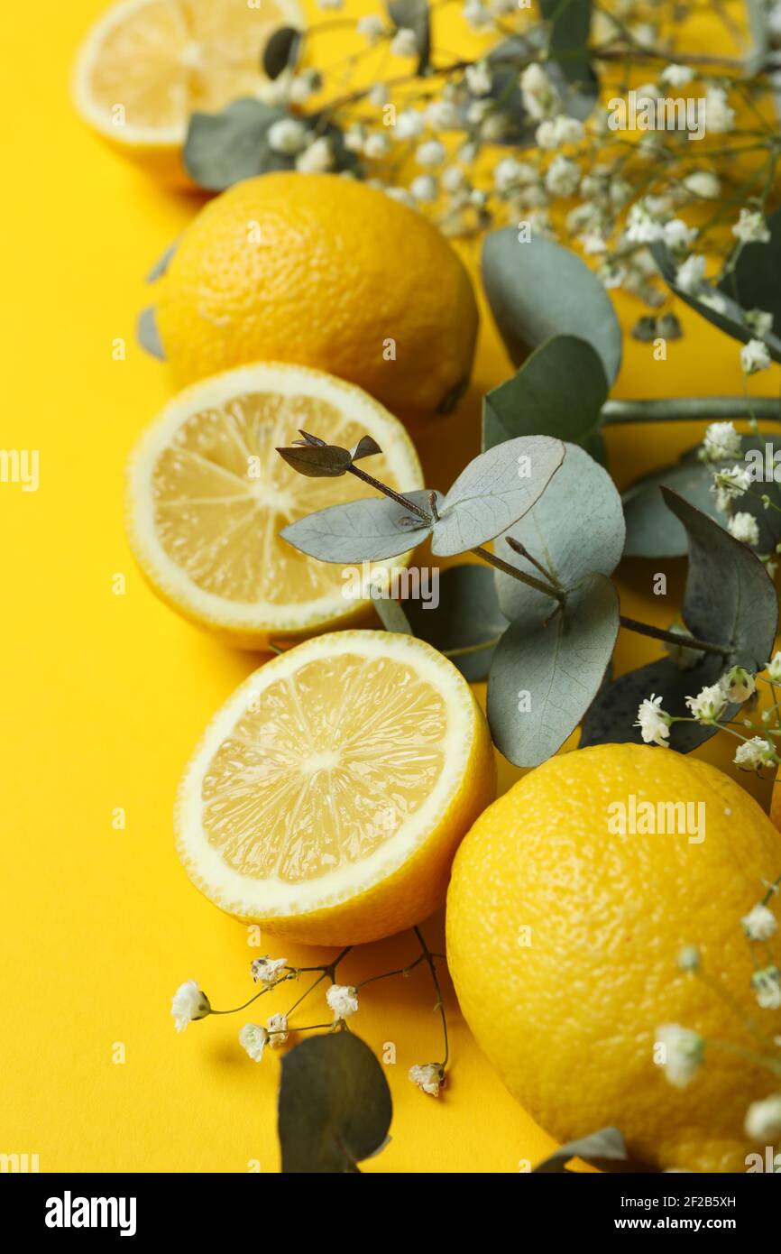 Eucalyptus branches, lemons and gypsophila on a yellow background, cheerful spring composition Stock Photo