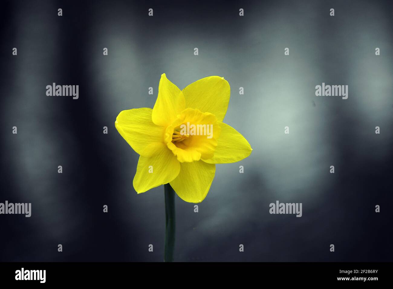 Wales 06 December 2020 Daffodils which are the National Emblem Flower of Wales       Picture By Richard Williams Cardiff Freelance Photographer Stock Photo