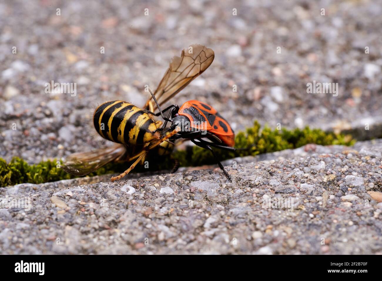 Firebug wings hi-res stock photography and images - Alamy