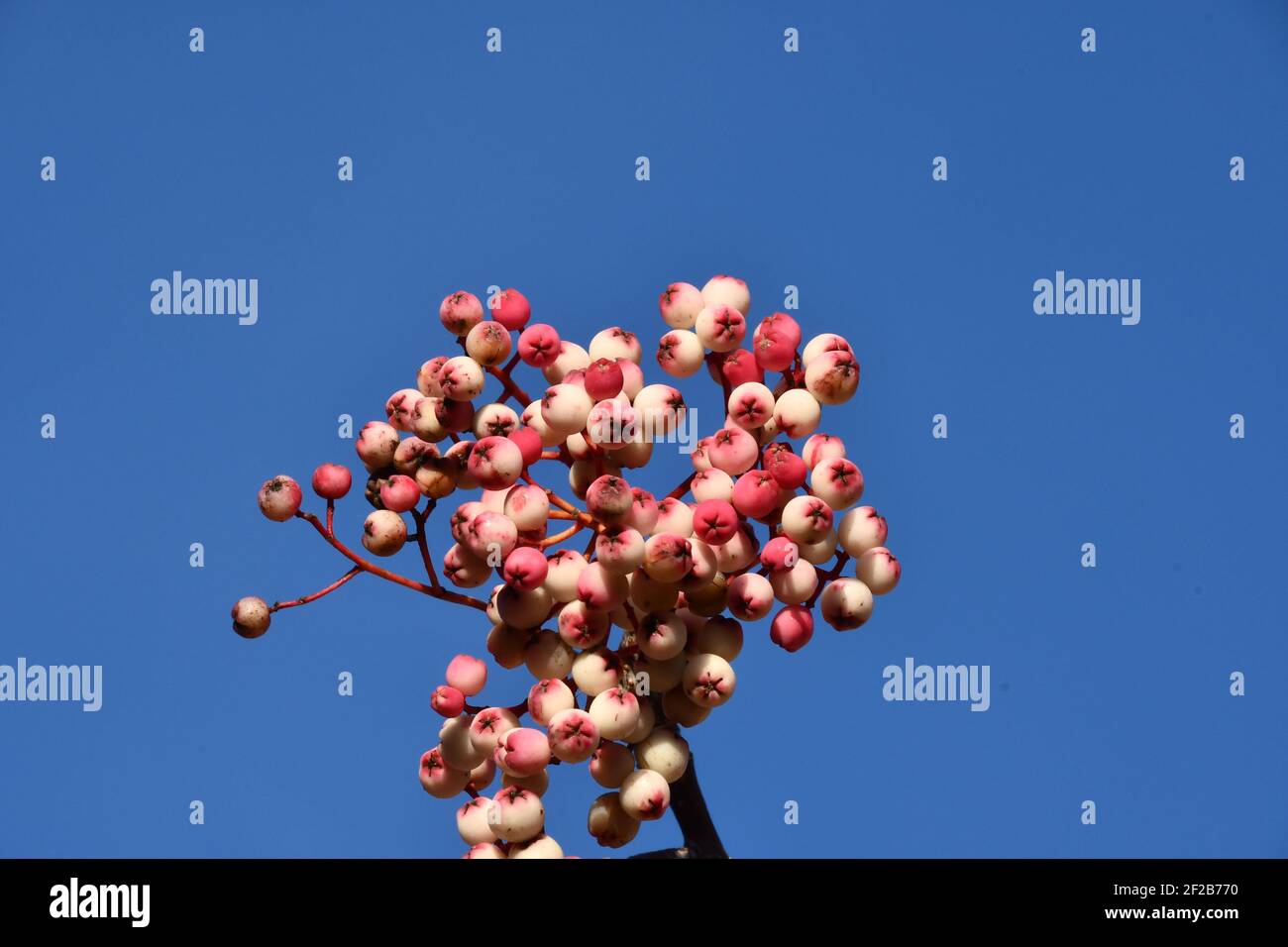 Pink berries on a Rowan tree against a blue sky in a Somerset garden. Stock Photo