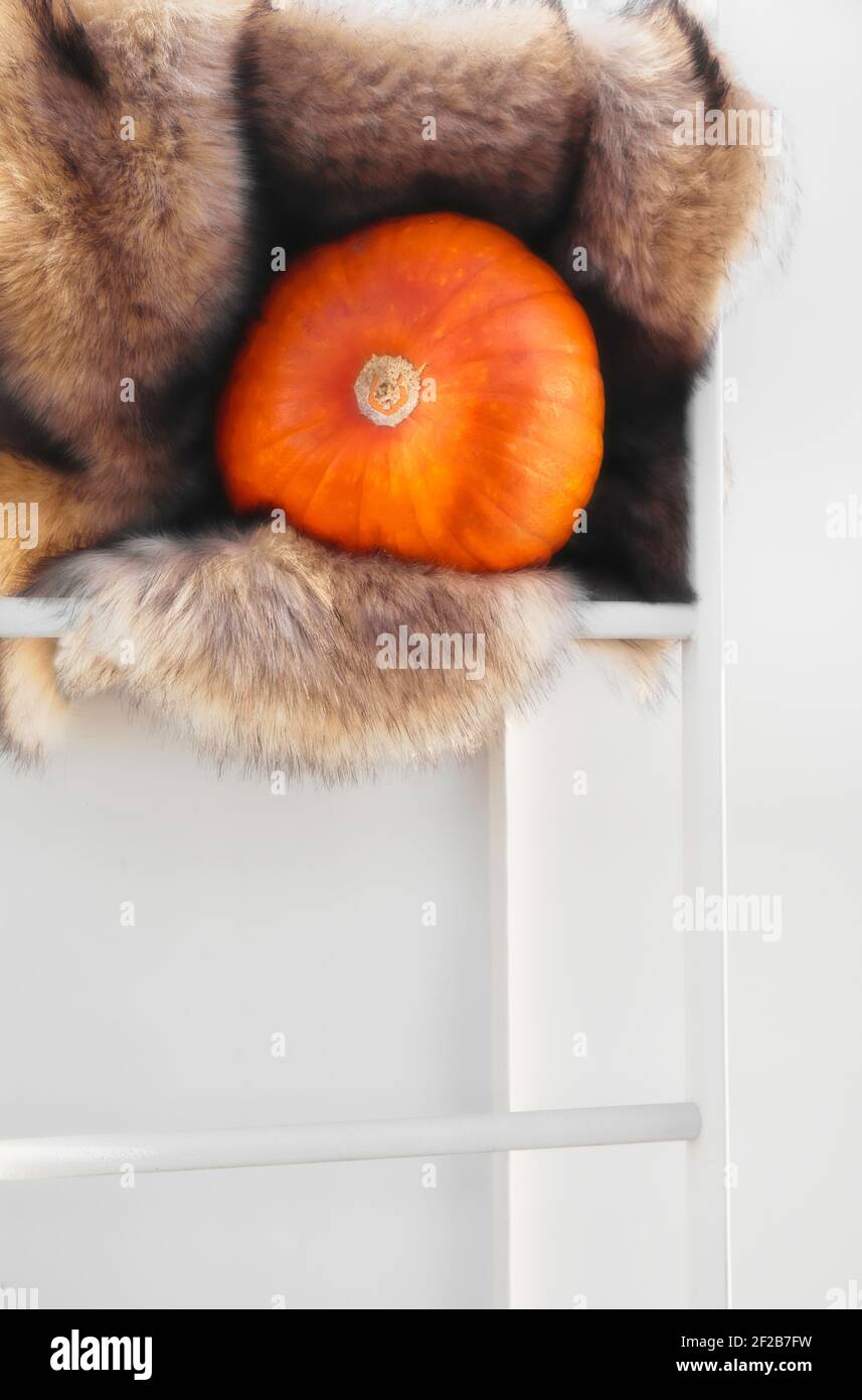 Pumpking wrapped in faux fur rug on ladder. Concept of cosy, comfort, warmth Stock Photo