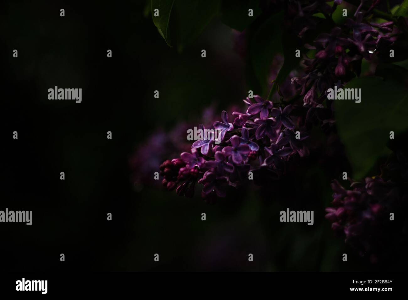 A bunch of purple-pink wet lilacs with a drop of water in the general plan in the dark. Dark blurred black and green background. Mystical romantic Stock Photo