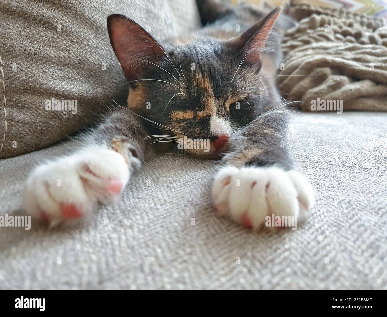 Tricolor cat is sleeping with its white paws outstretched, a gray kitten sleeps on the couch Stock Photo