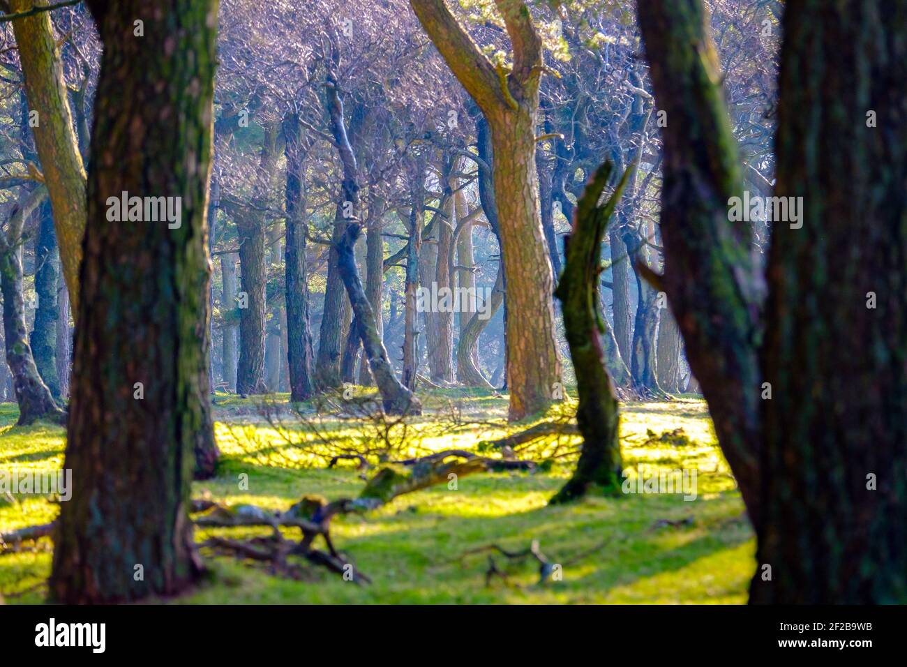 Sunlight between the trees in a Peak District woodland, UK Stock Photo