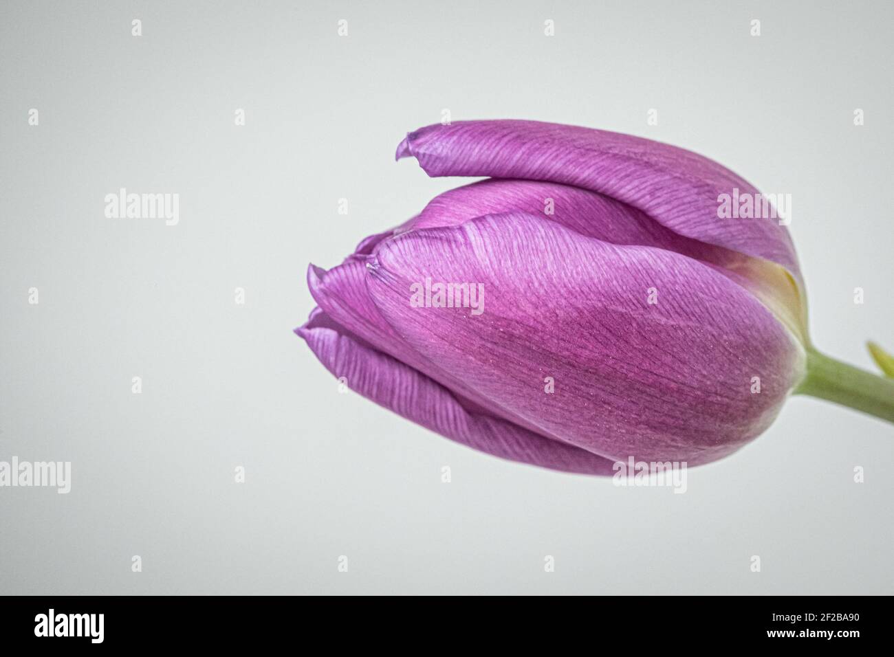 A single purple tulip up close with detail Stock Photo - Alamy