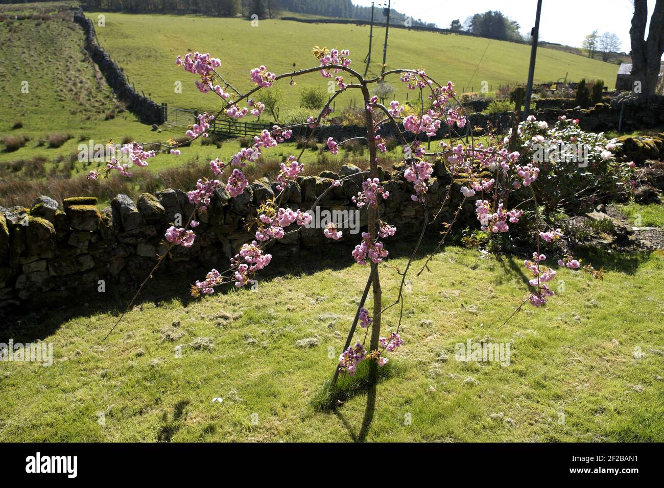 Weeping flowering cherry tree in bloom, Northumberland, England, UK