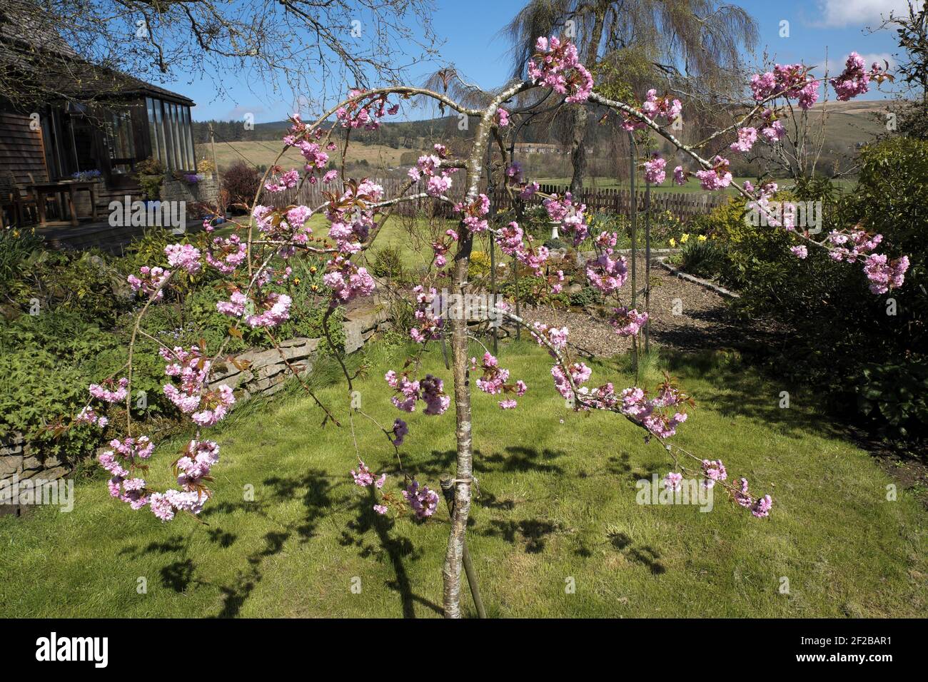 Weeping flowering cherry tree in bloom, Northumberland, England, UK