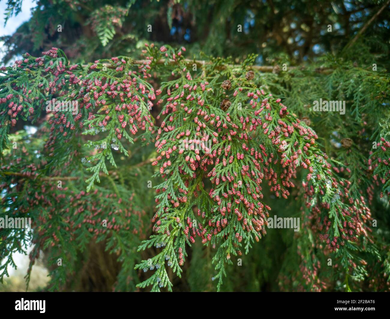 red 'flowers' on a conifer pink red cone buds Stock Photo