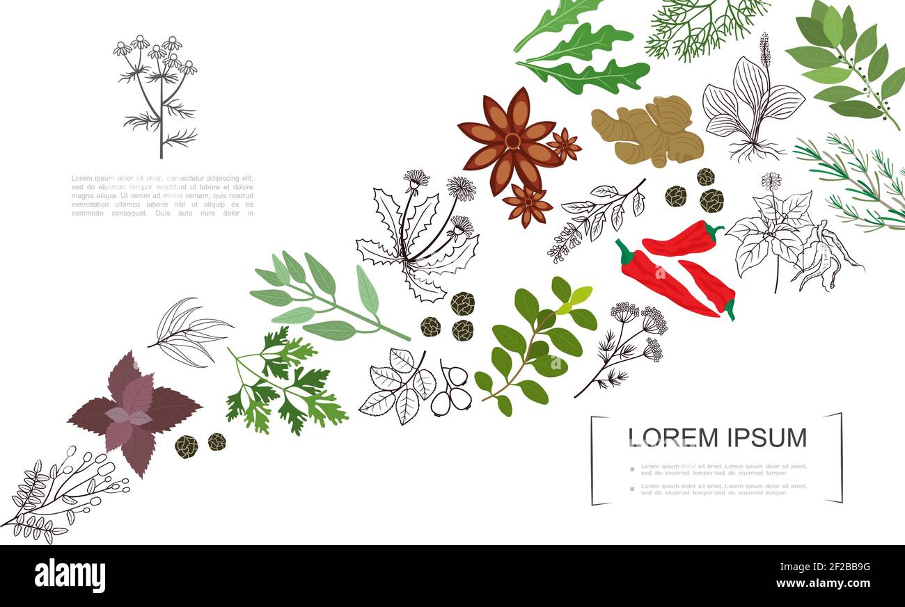 Healthy spices botanical template with colorful and monochrome style natural herbs and plants vector illustration Stock Vector