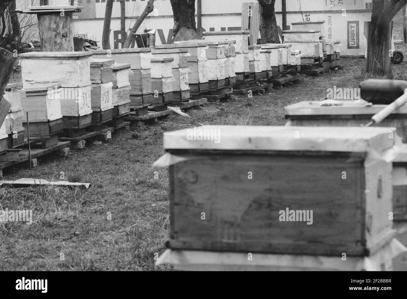 Beehives in garden among trees in early spring among primroses. Garden trees without leaves. first flight of the bees after wintering. Hives in an api Stock Photo