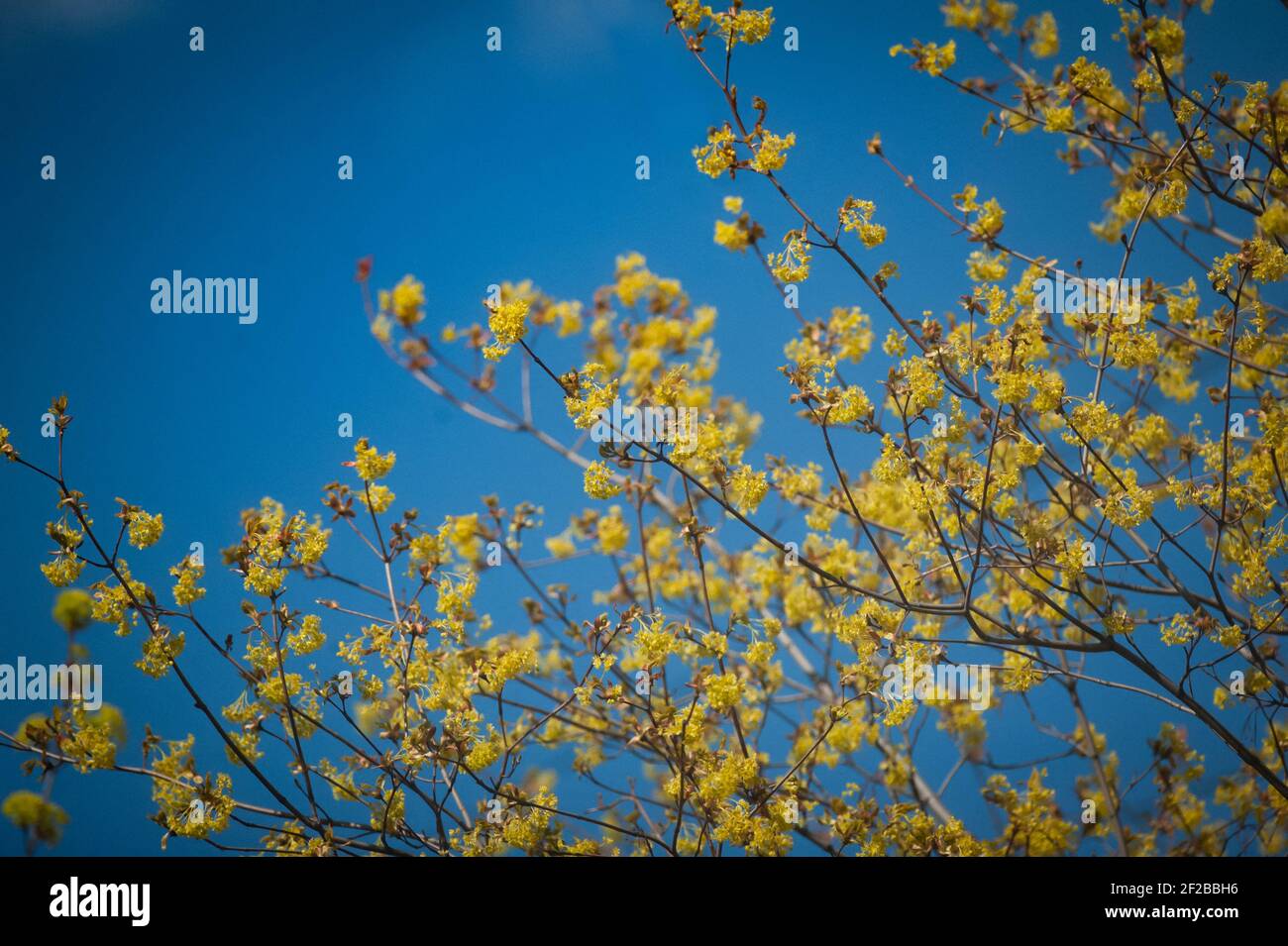Fresh new leaves on the trees against the sky in springtime Stock Photo