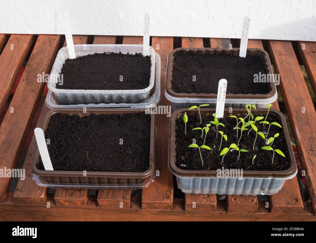 Recycled plastic food containers used to grow seedlings. Stock Photo