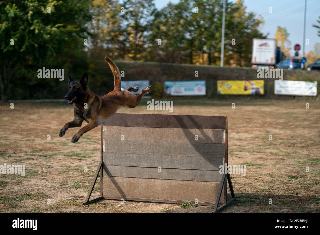 A police dog jumping through a fence at a training area Stock Photo Alamy