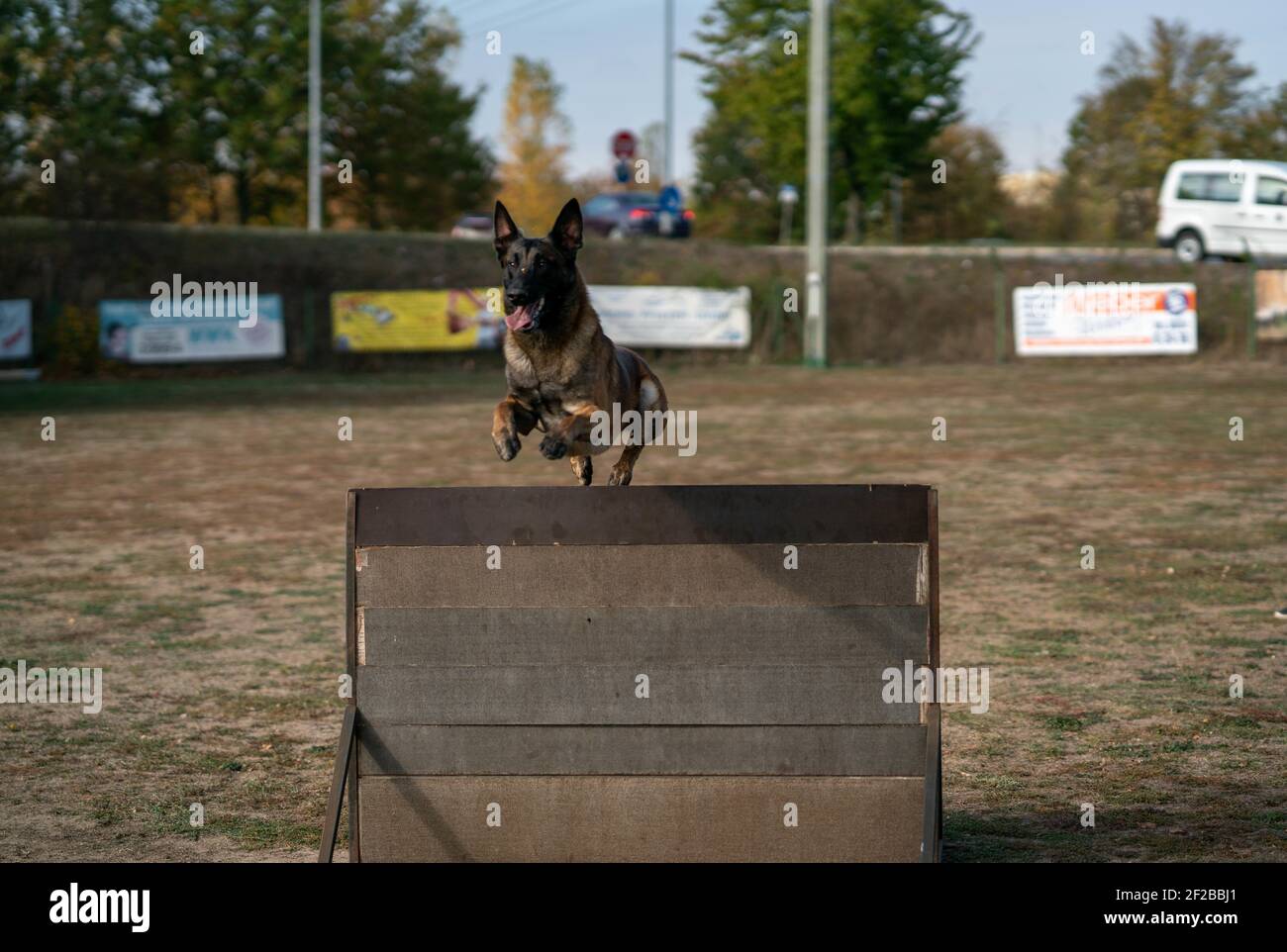 A police dog jumping through a fence at a training area Stock Photo Alamy