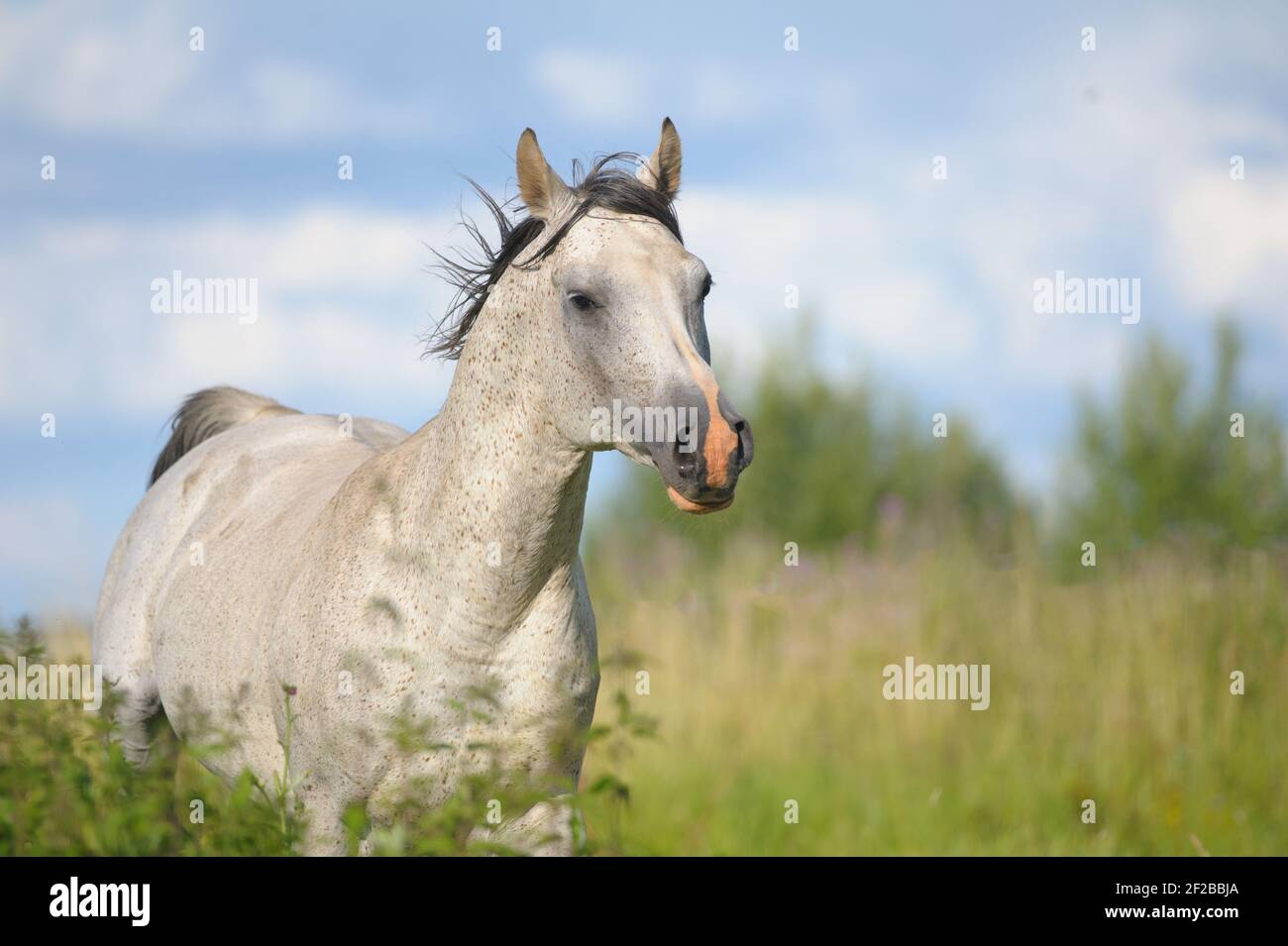 Beautiful arabian stallion running in the field Stock Photo