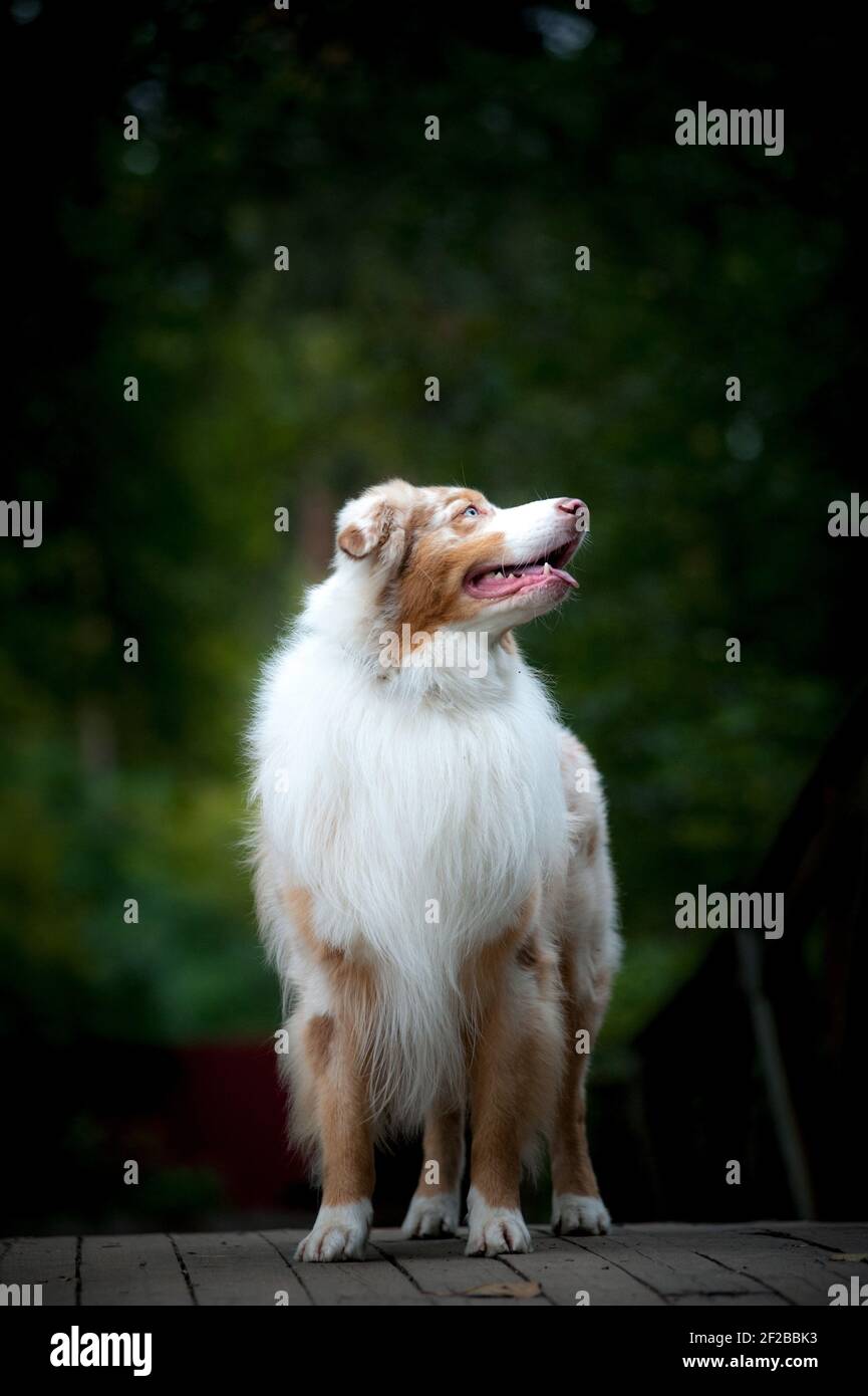 Beautiful merle australian sheepdog looking up, standing on a wooden surface in the forest Stock Photo