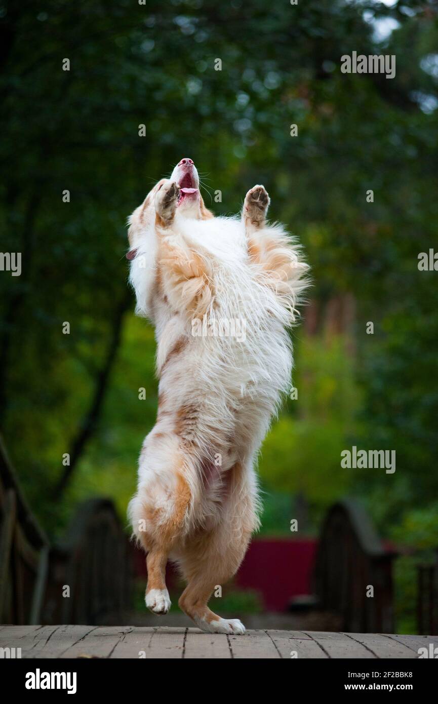 Beautiful merle australian sheepdog dancing on a bridge Stock Photo