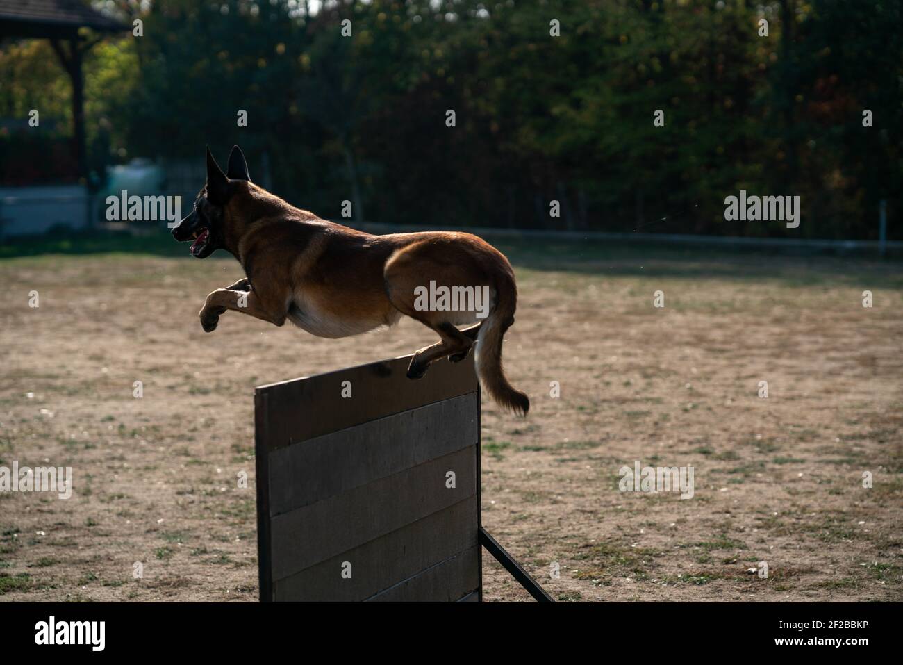 Dogs jumping fence hires stock photography and images Alamy