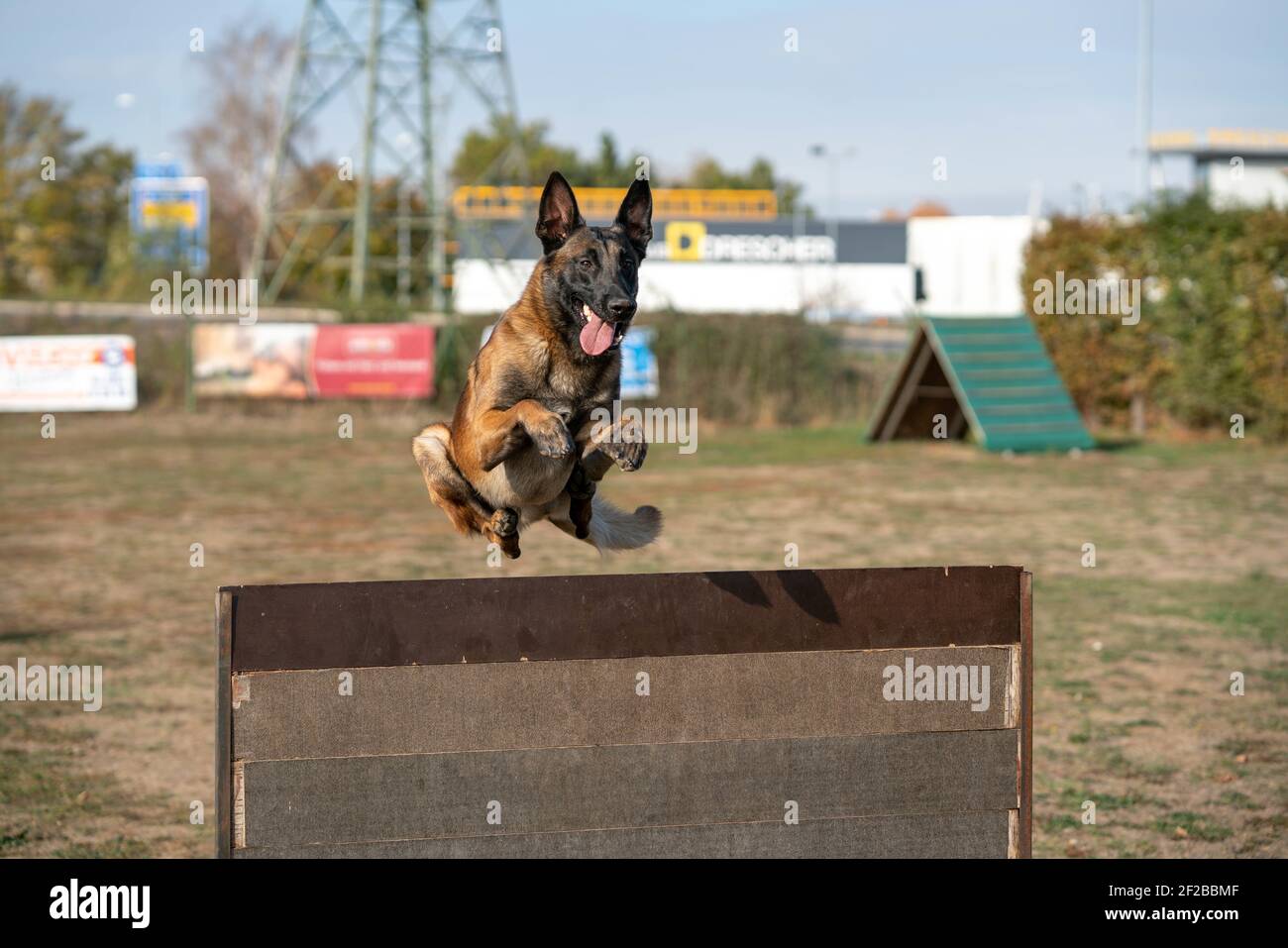 A police dog jumping through a fence at a training area Stock Photo Alamy