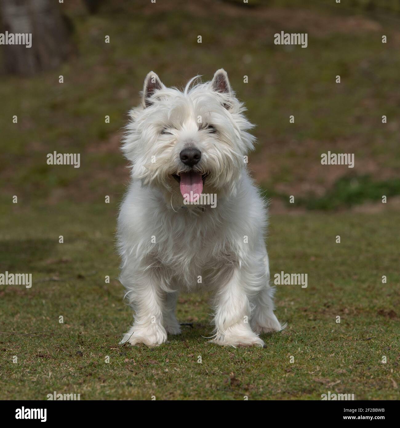 West highland terrier sitting up hires stock photography and images