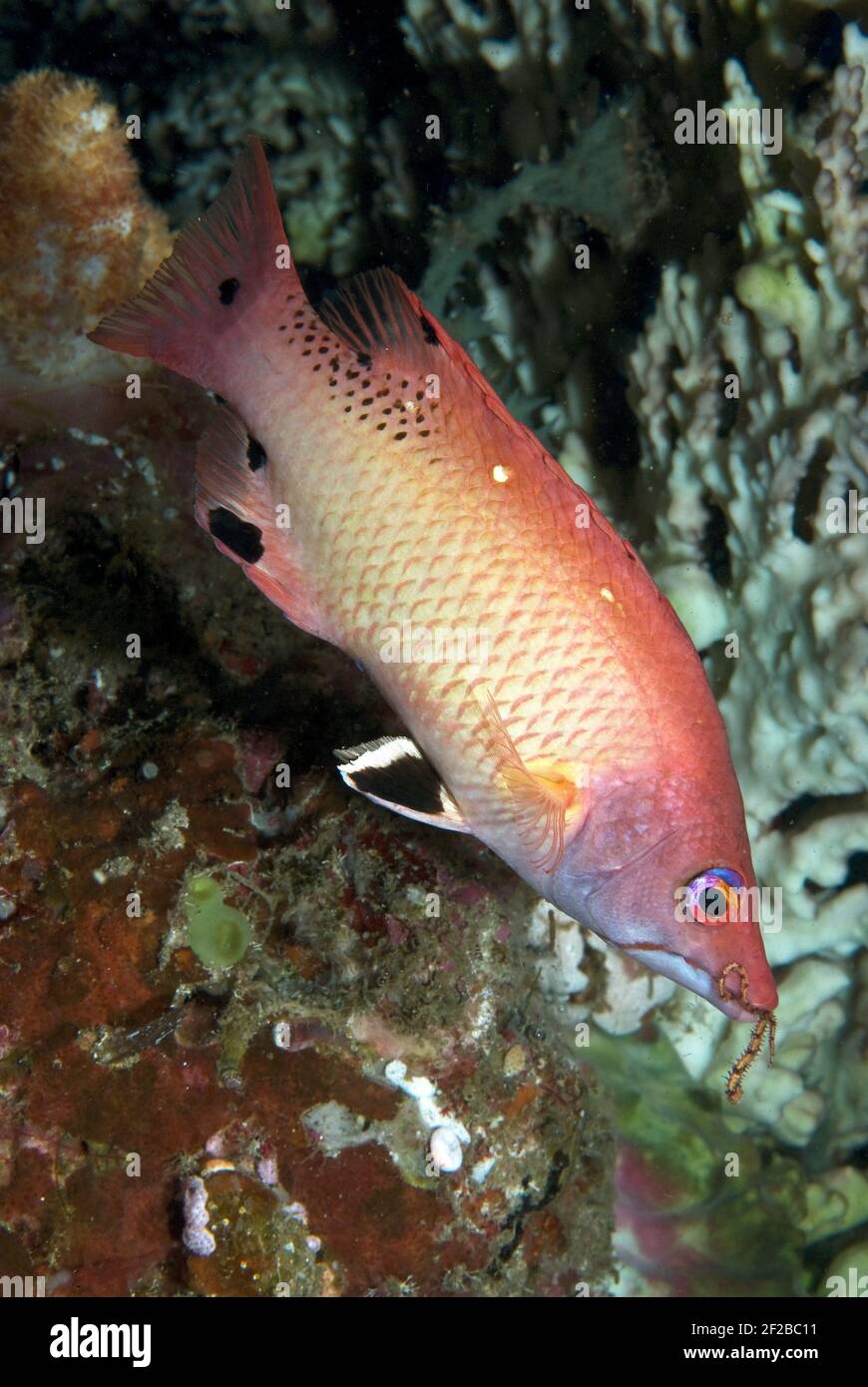 Redfin hogfish (Bodianus dictynna)  with brittle star in its mouth, Lembeh Strait, Sulawesi, Indonesia Stock Photo