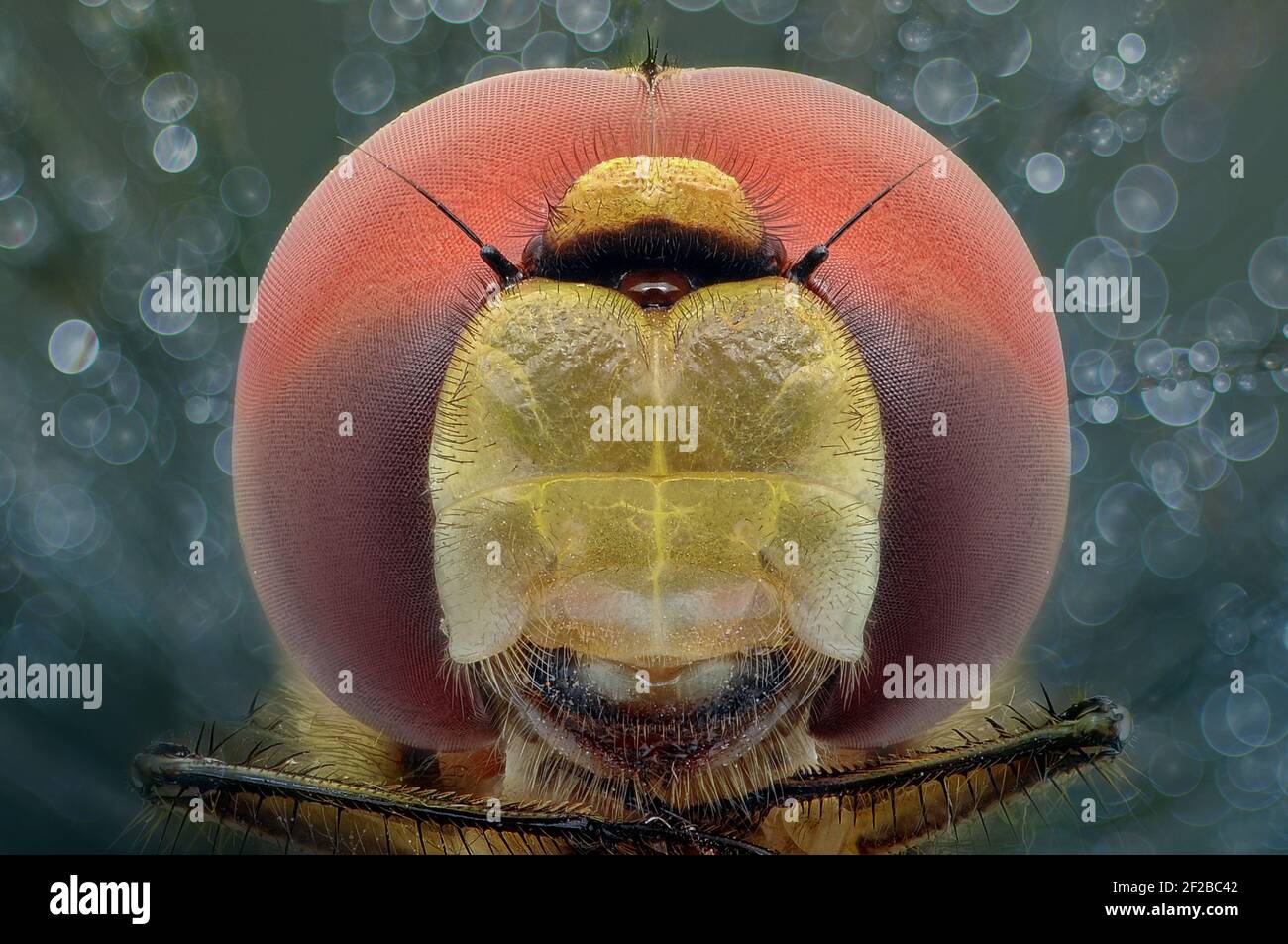 Dragonfly head hires stock photography and images Alamy